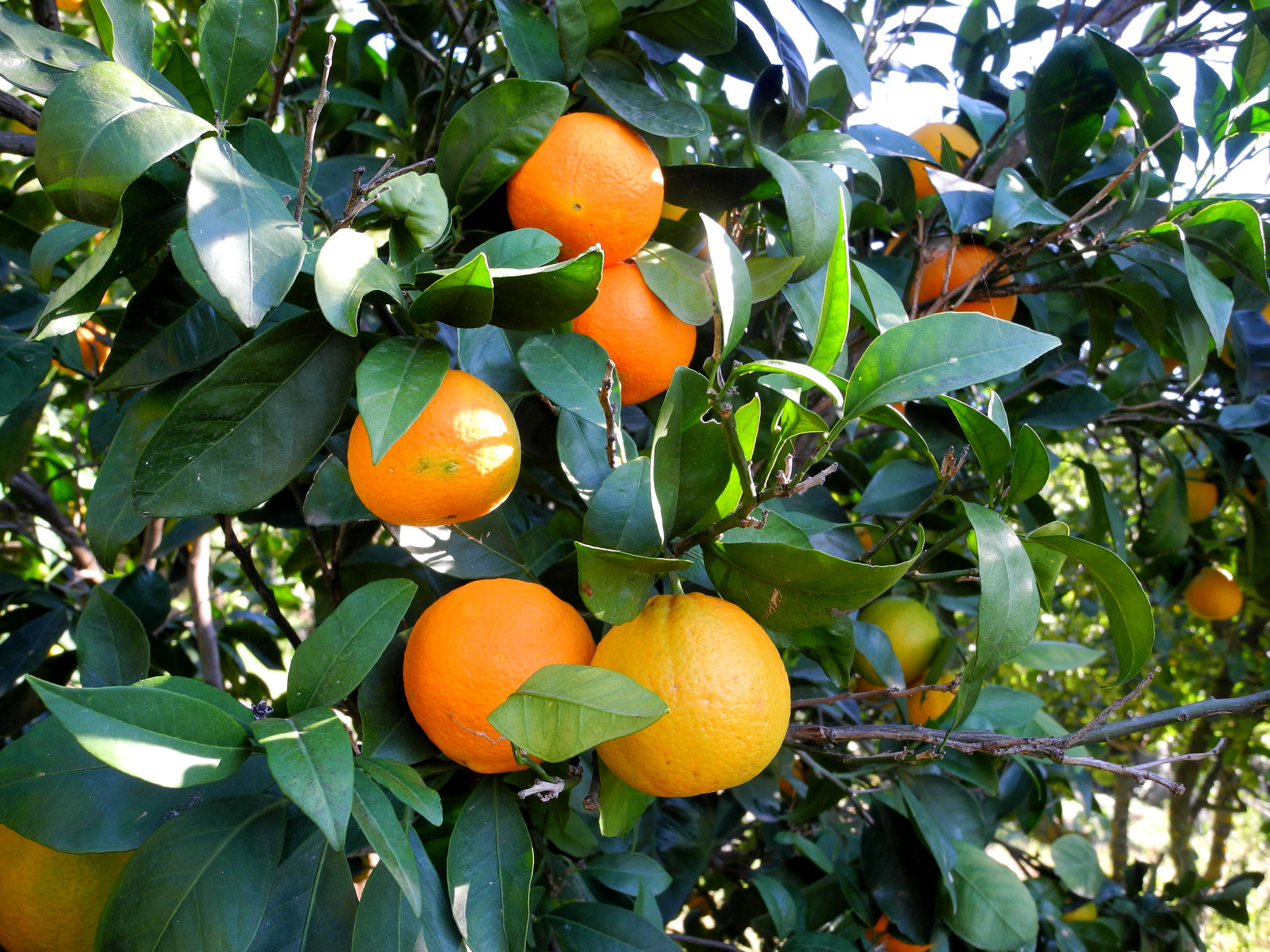 Reifende Orangen