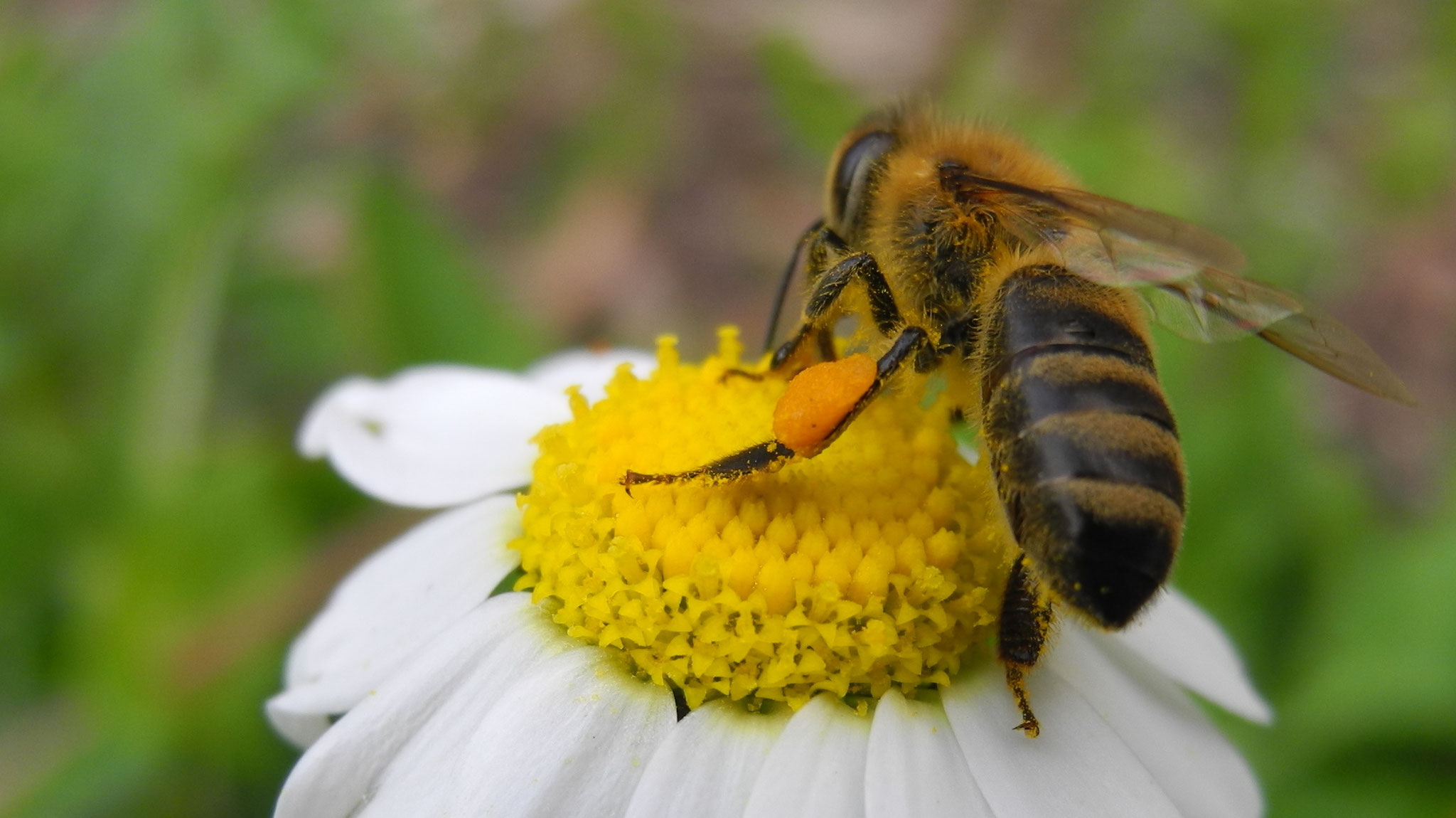 Bienen in Aktion