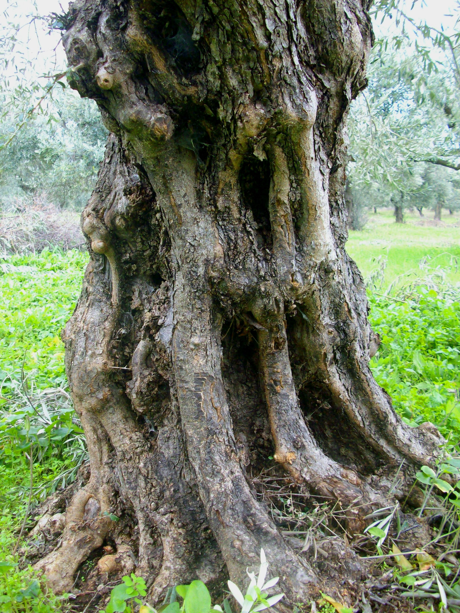 Olivenbäume Griechenland