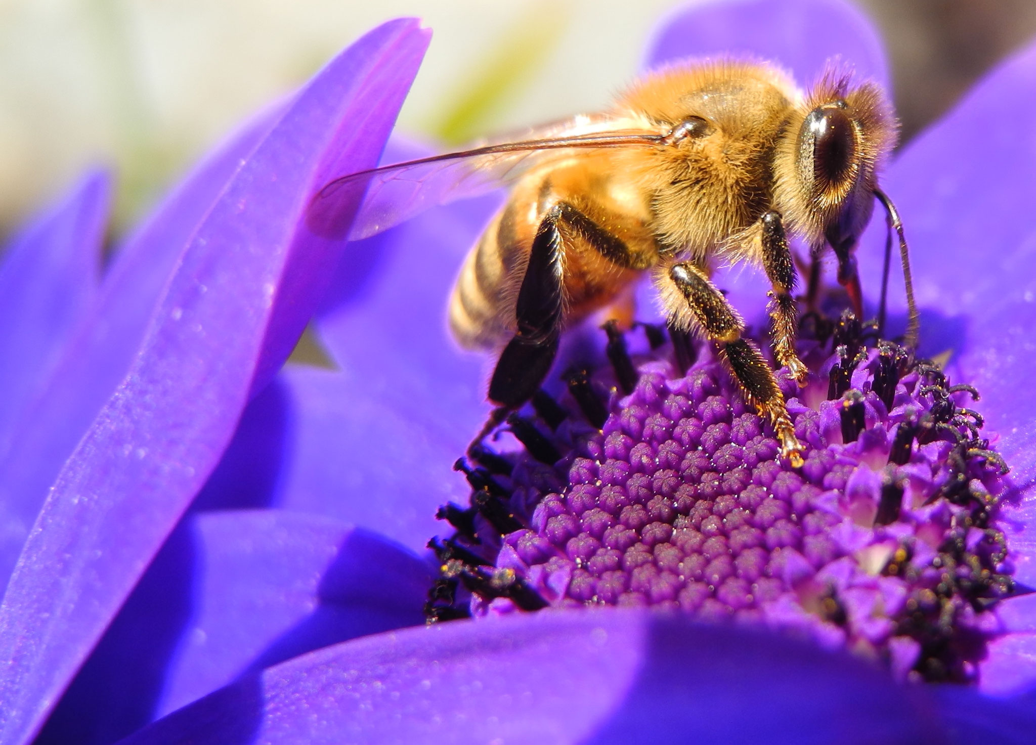 Bienen in Aktion