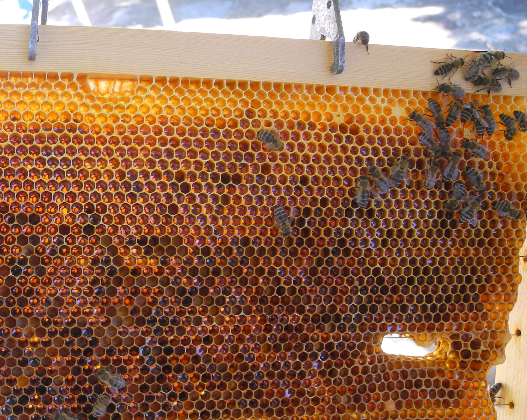 Bienenleben und Imkerarbeit