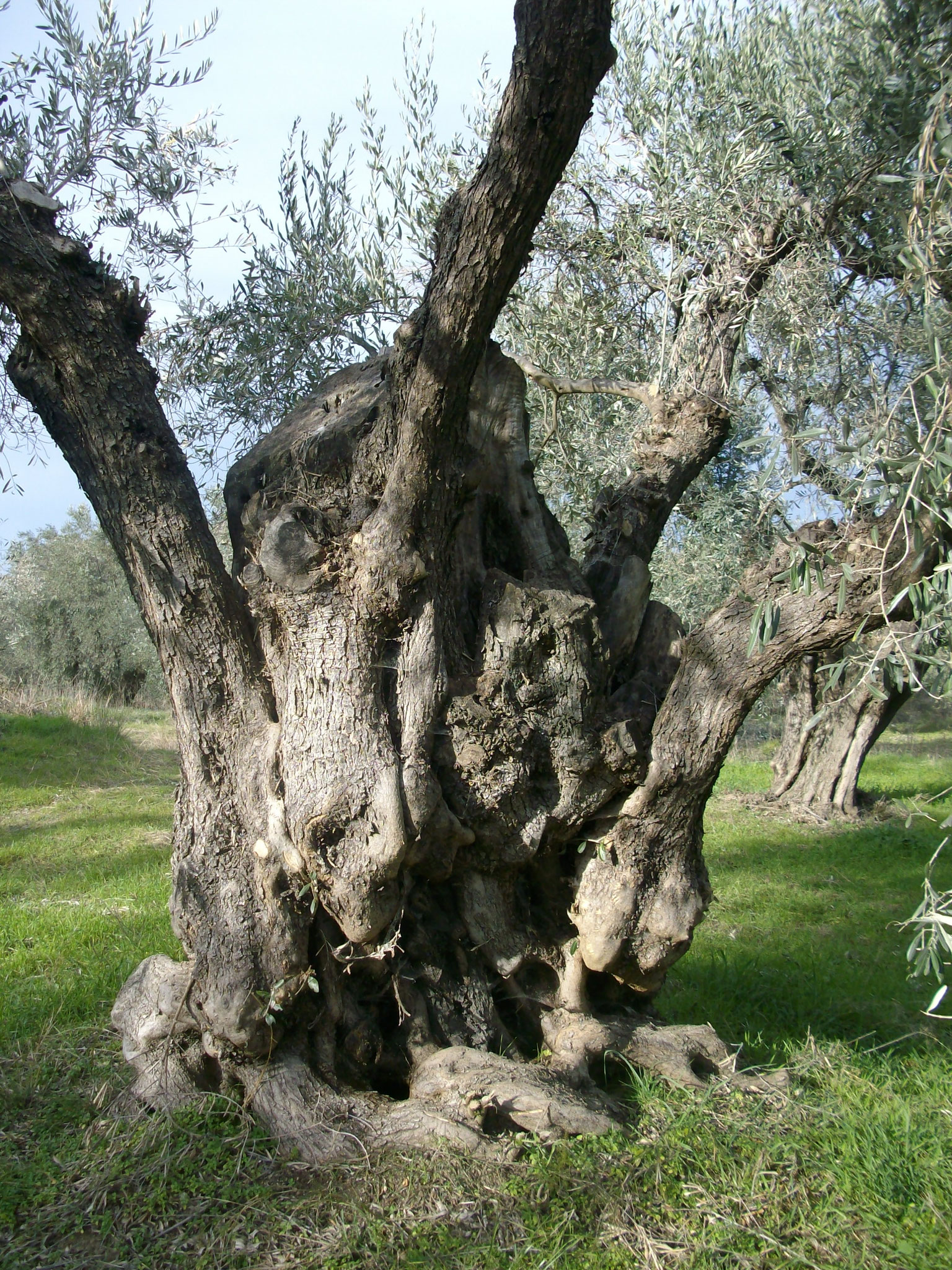 Olivenbäume Griechenland