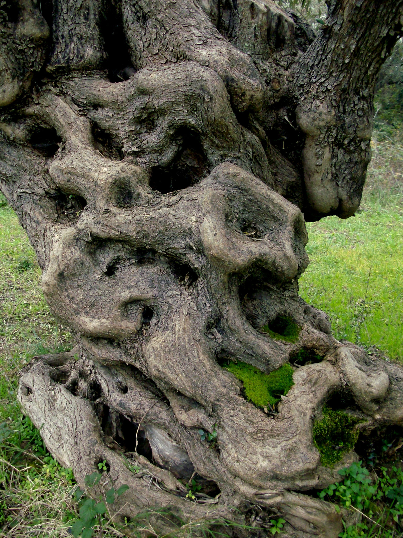 Olivenbäume Griechenland