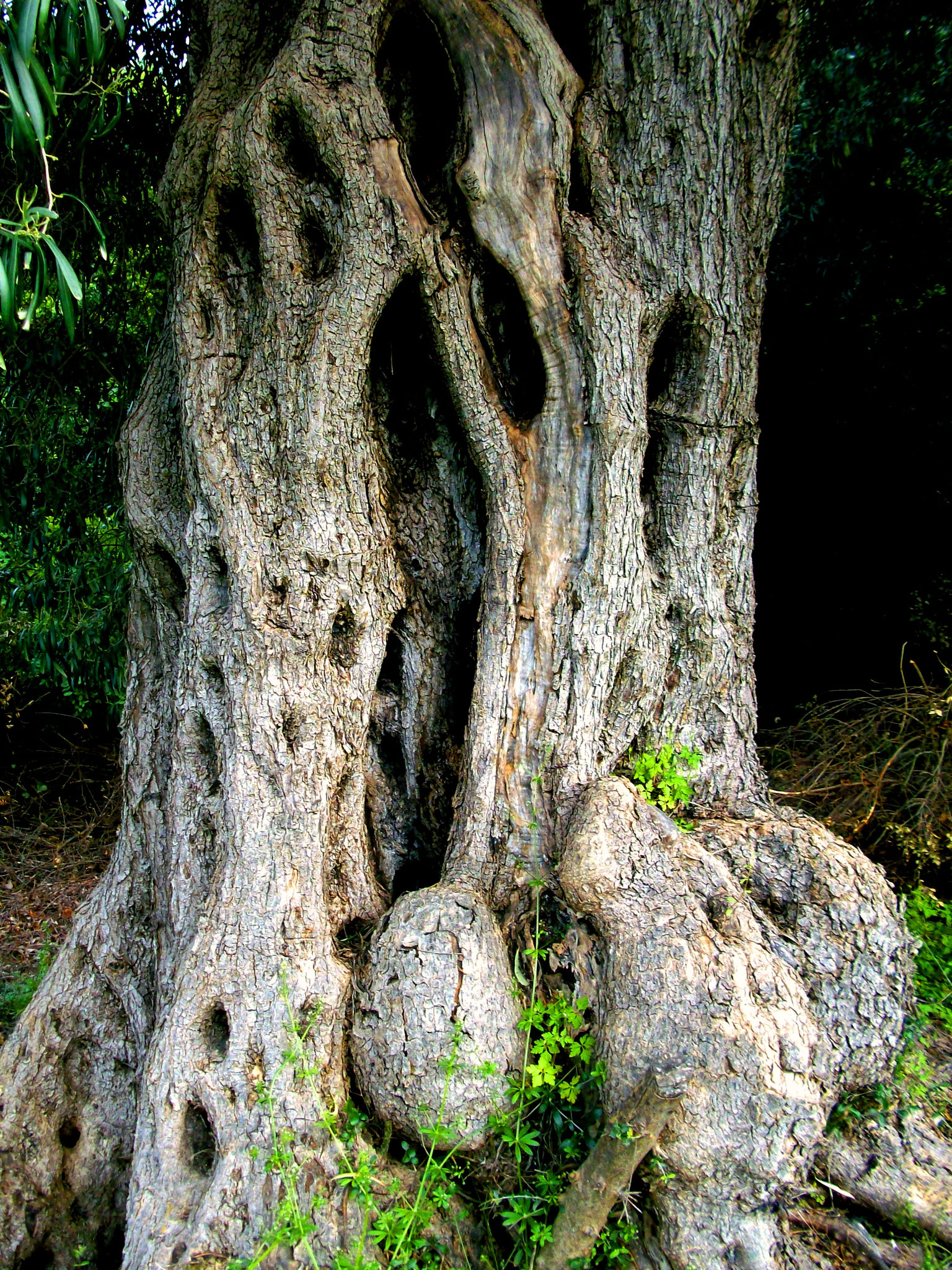 Olivenbäume Griechenland
