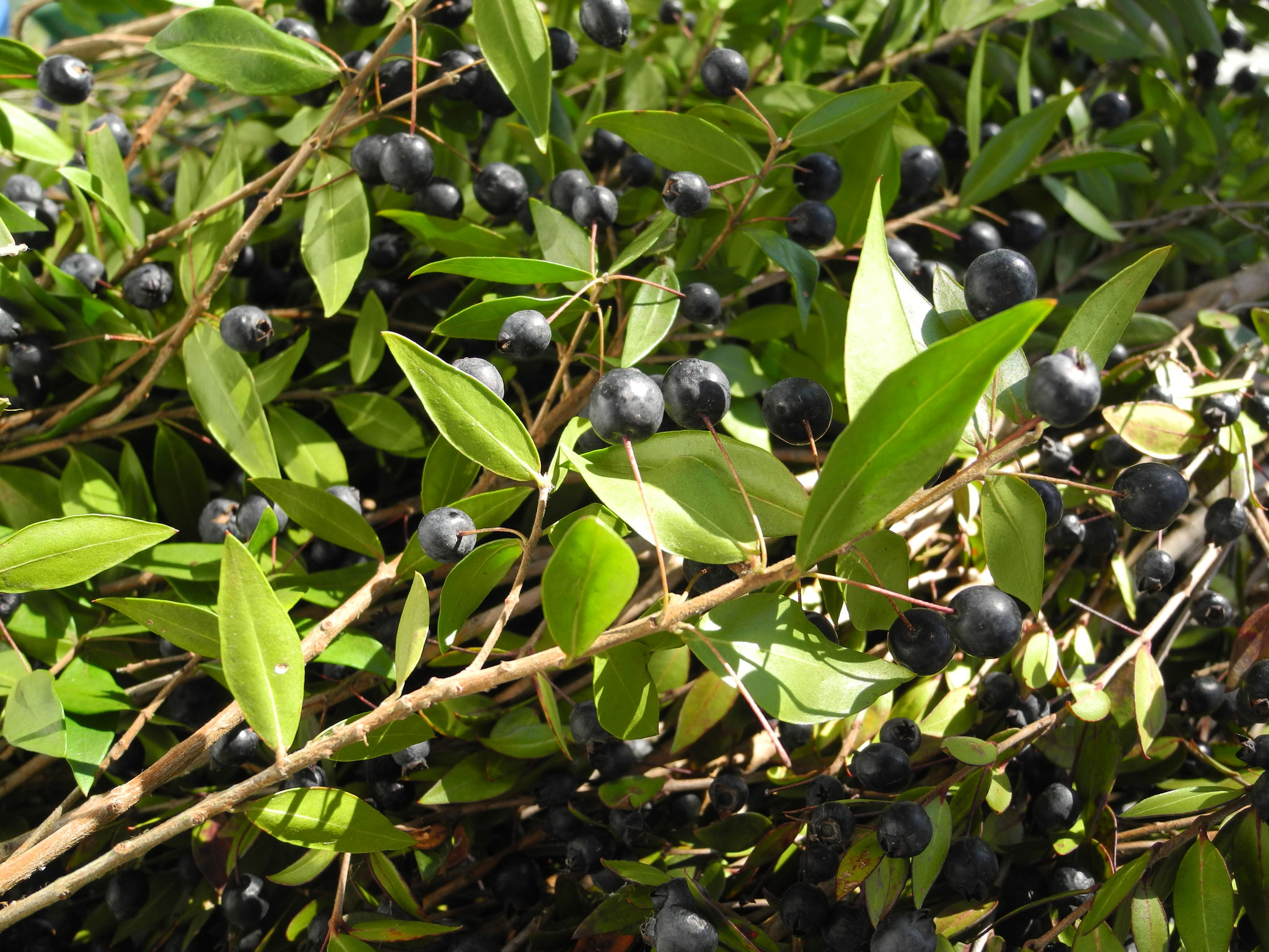 Myrte-Beeren und Blätter