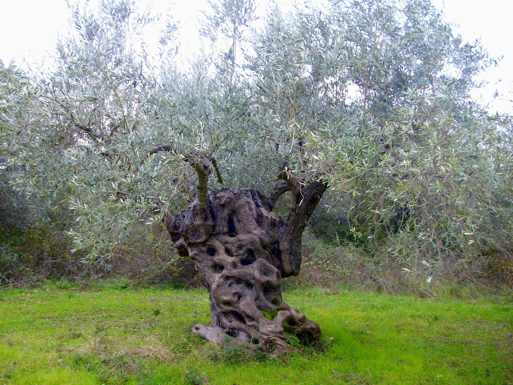 Olivenbäume Griechenland