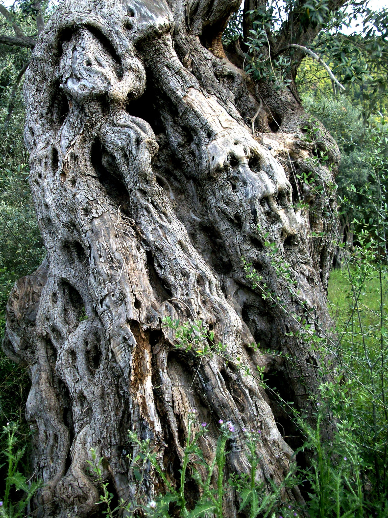 Olivenbäume Griechenland