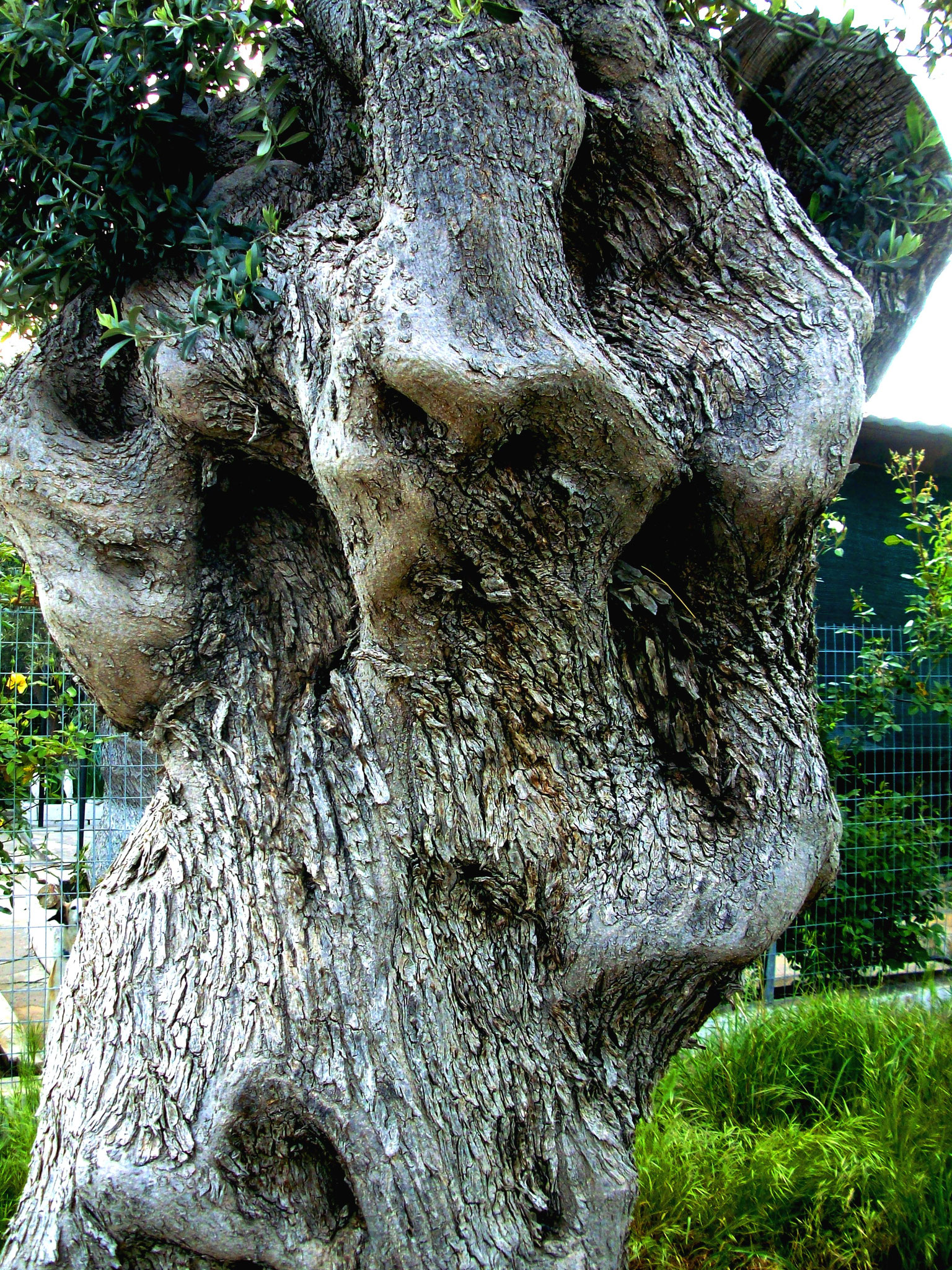 Olivenbäume Griechenland