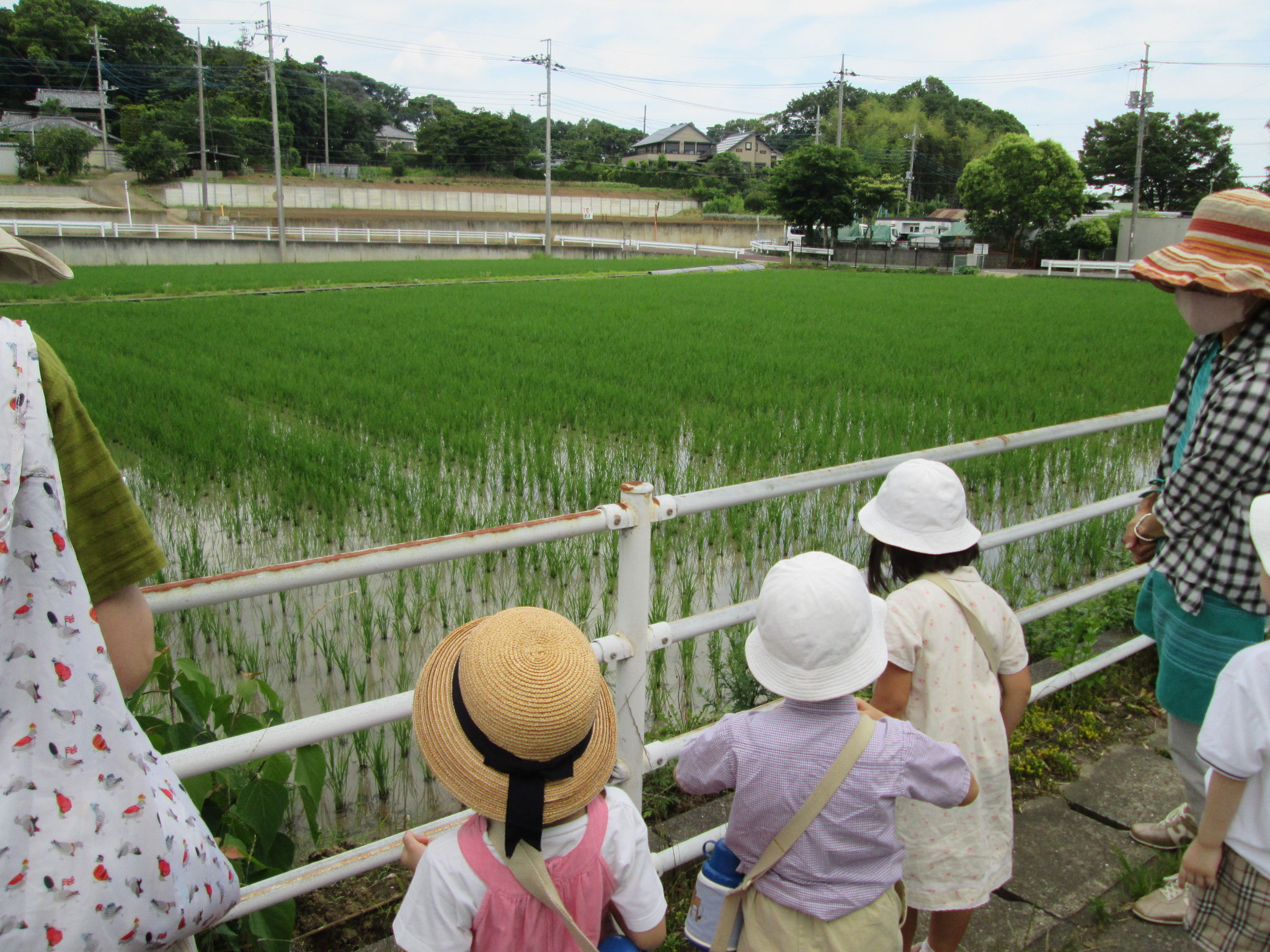 田んぼの緑がきれい