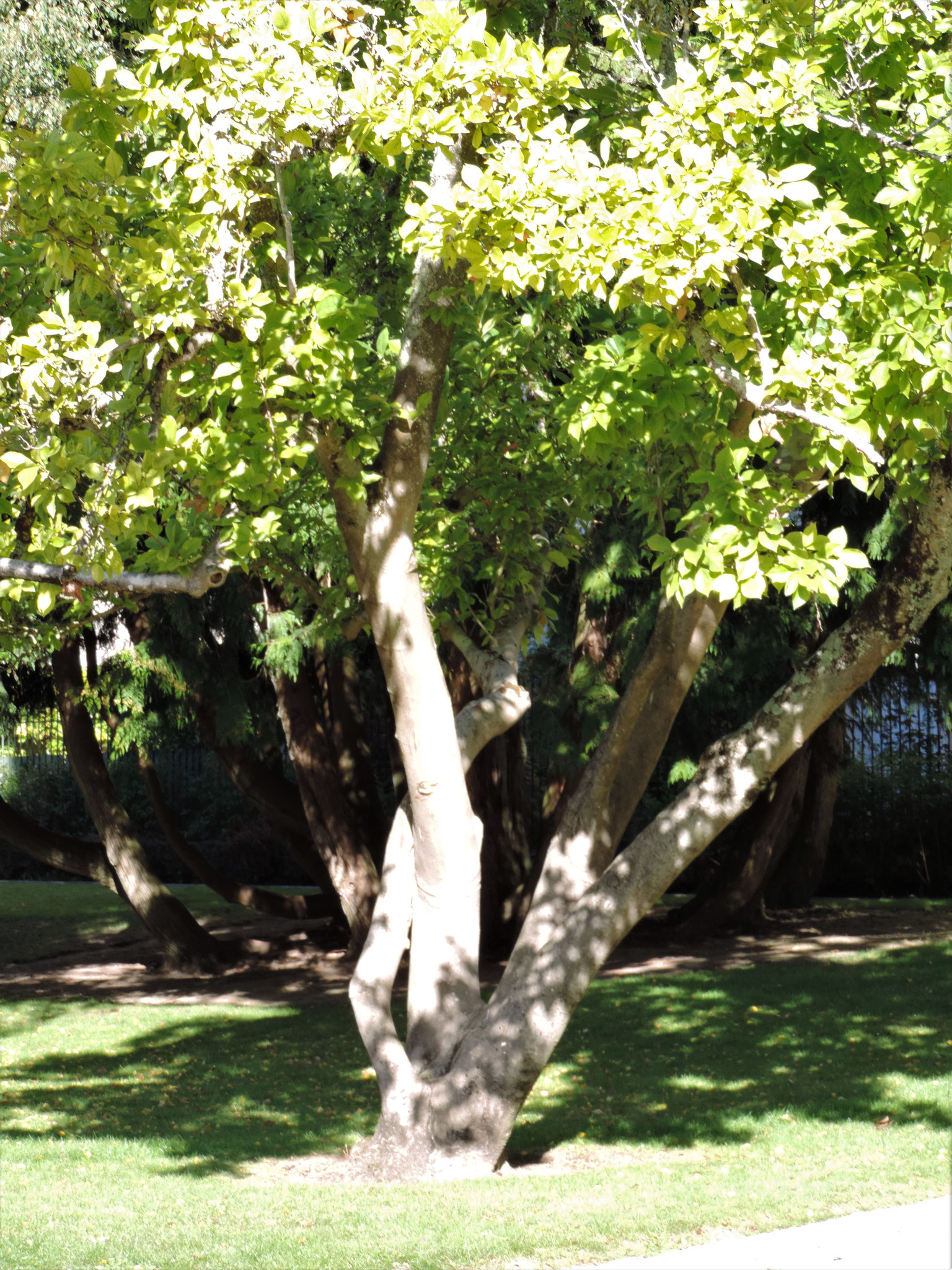 "Dans le Square" 7