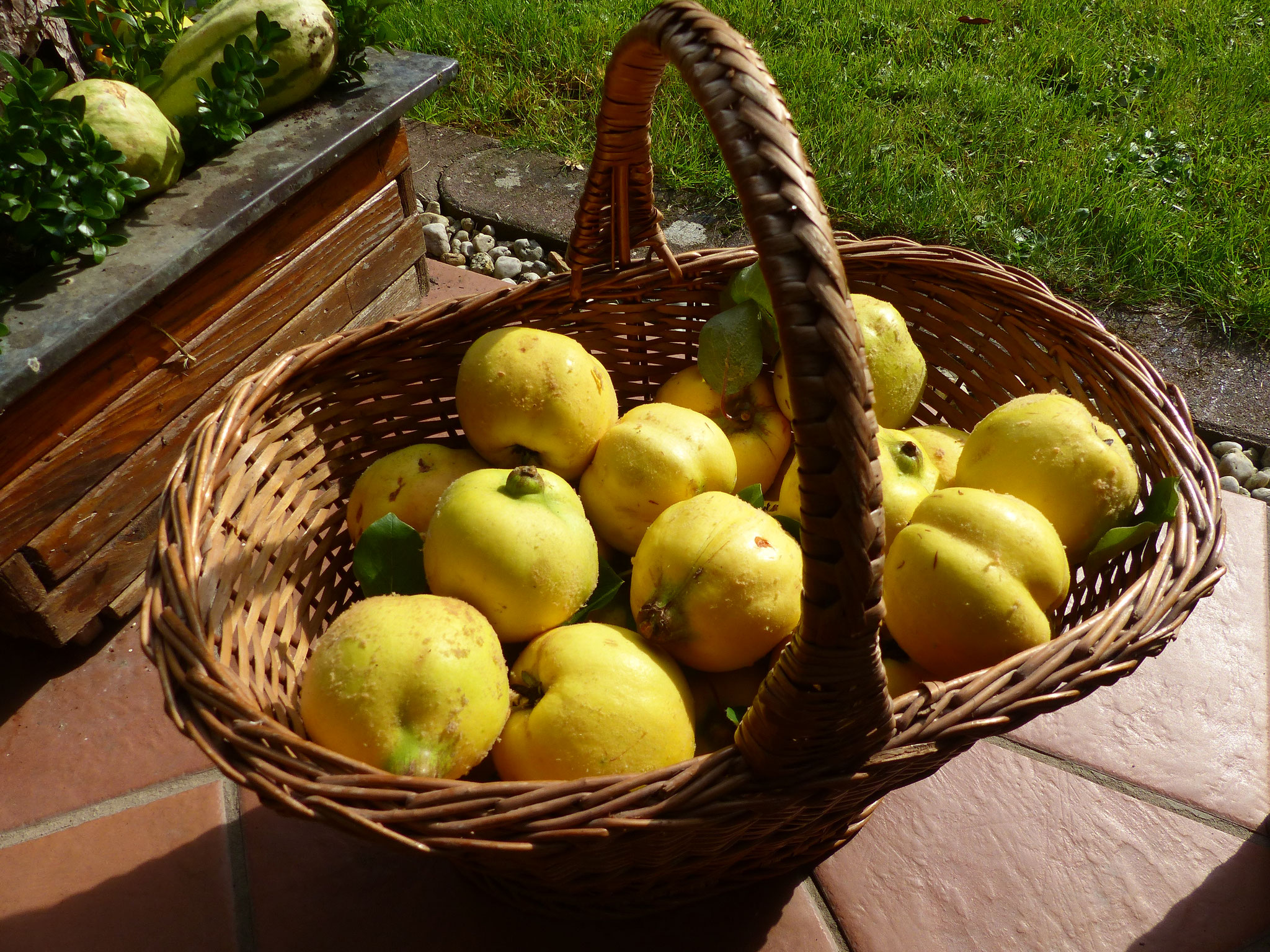 Gartenimpressionen