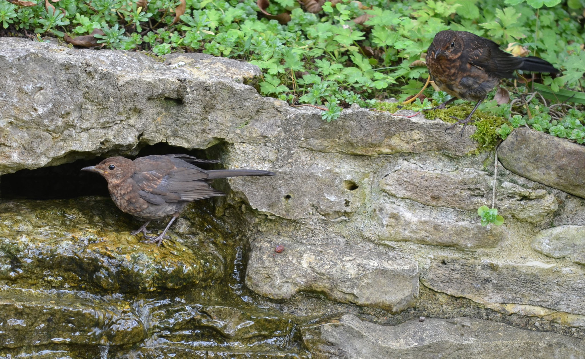 Gartenimpressionen