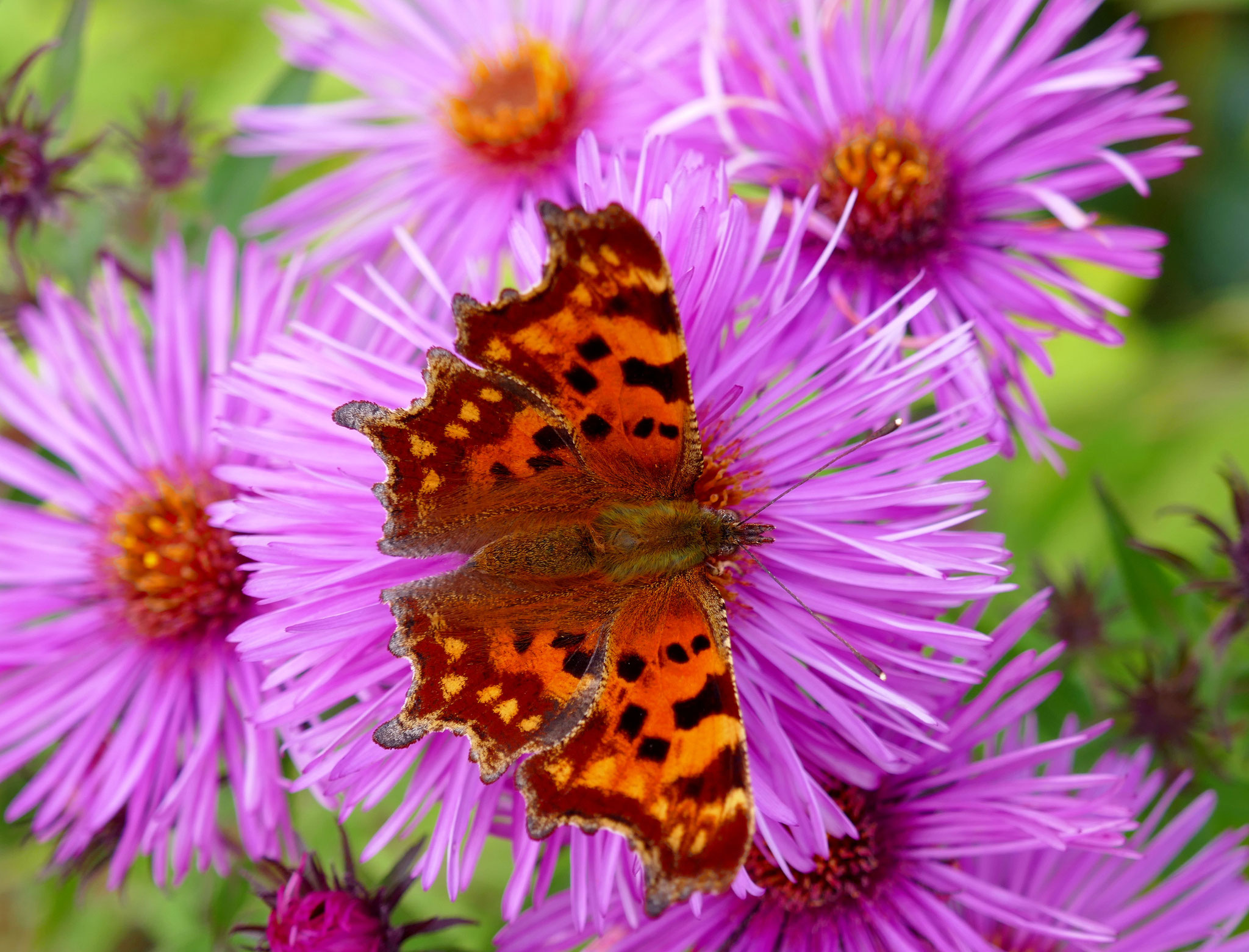 Gartenimpressionen