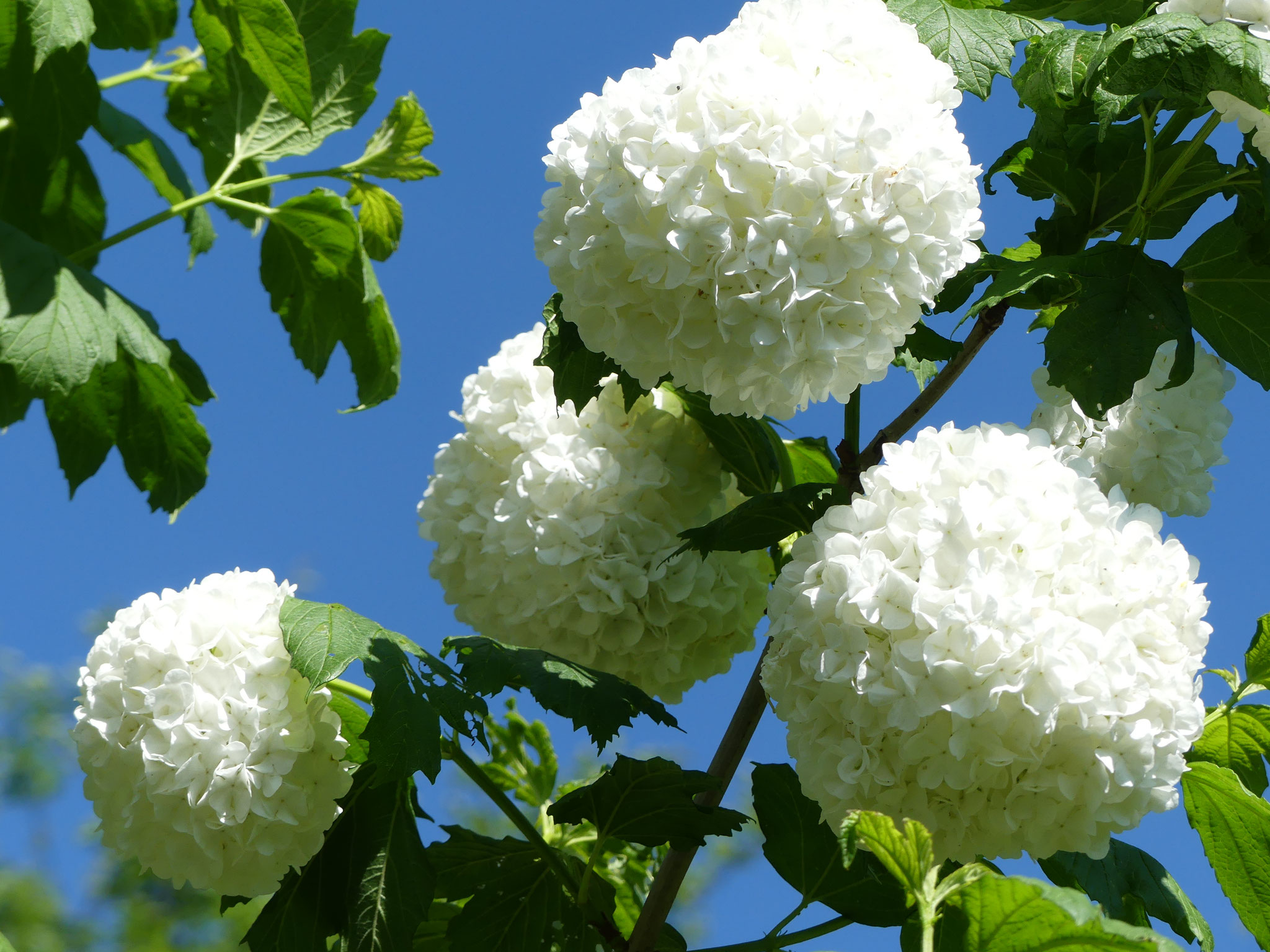 Gartenimpressionen