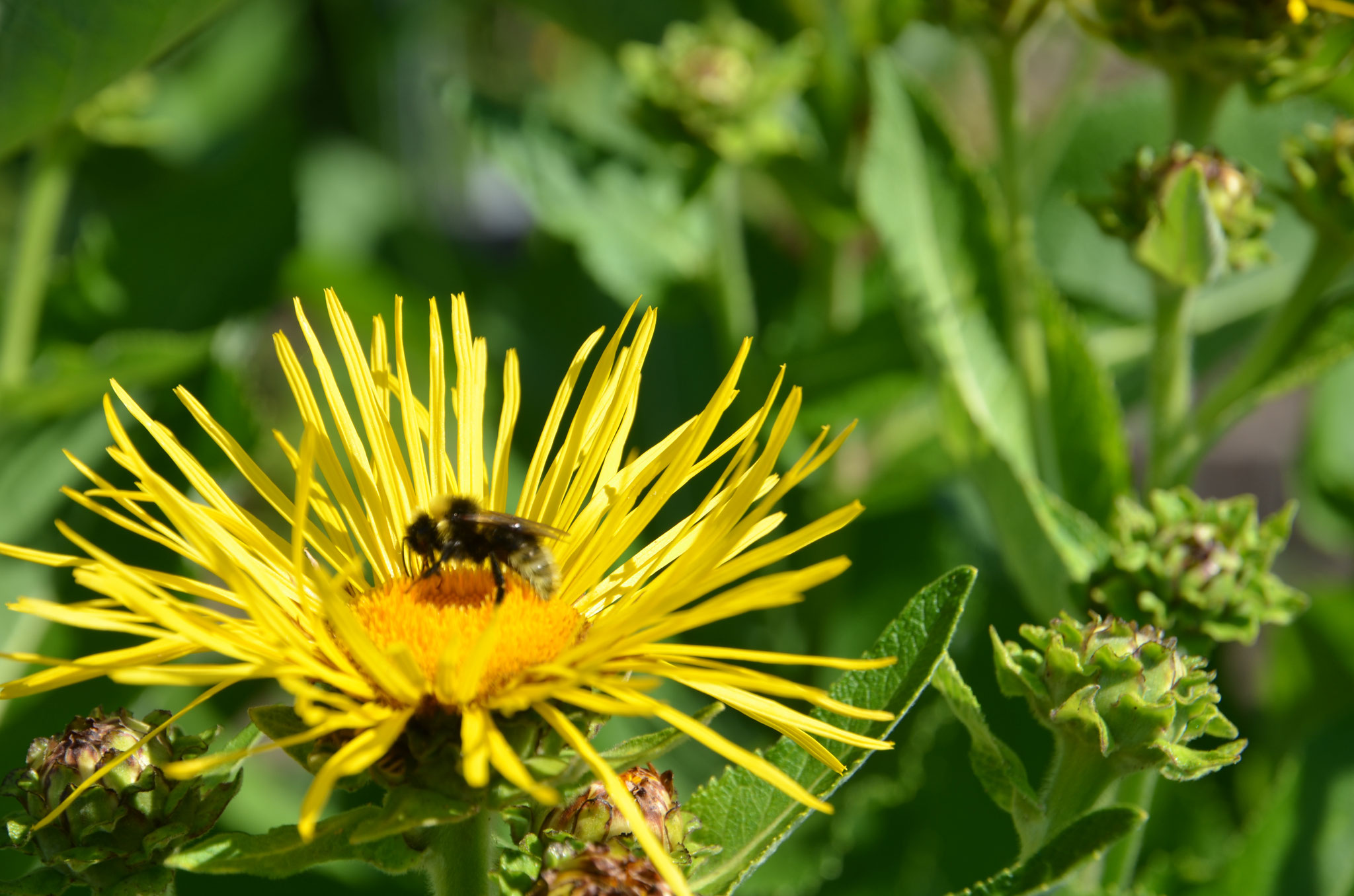 Gartenimpressionen