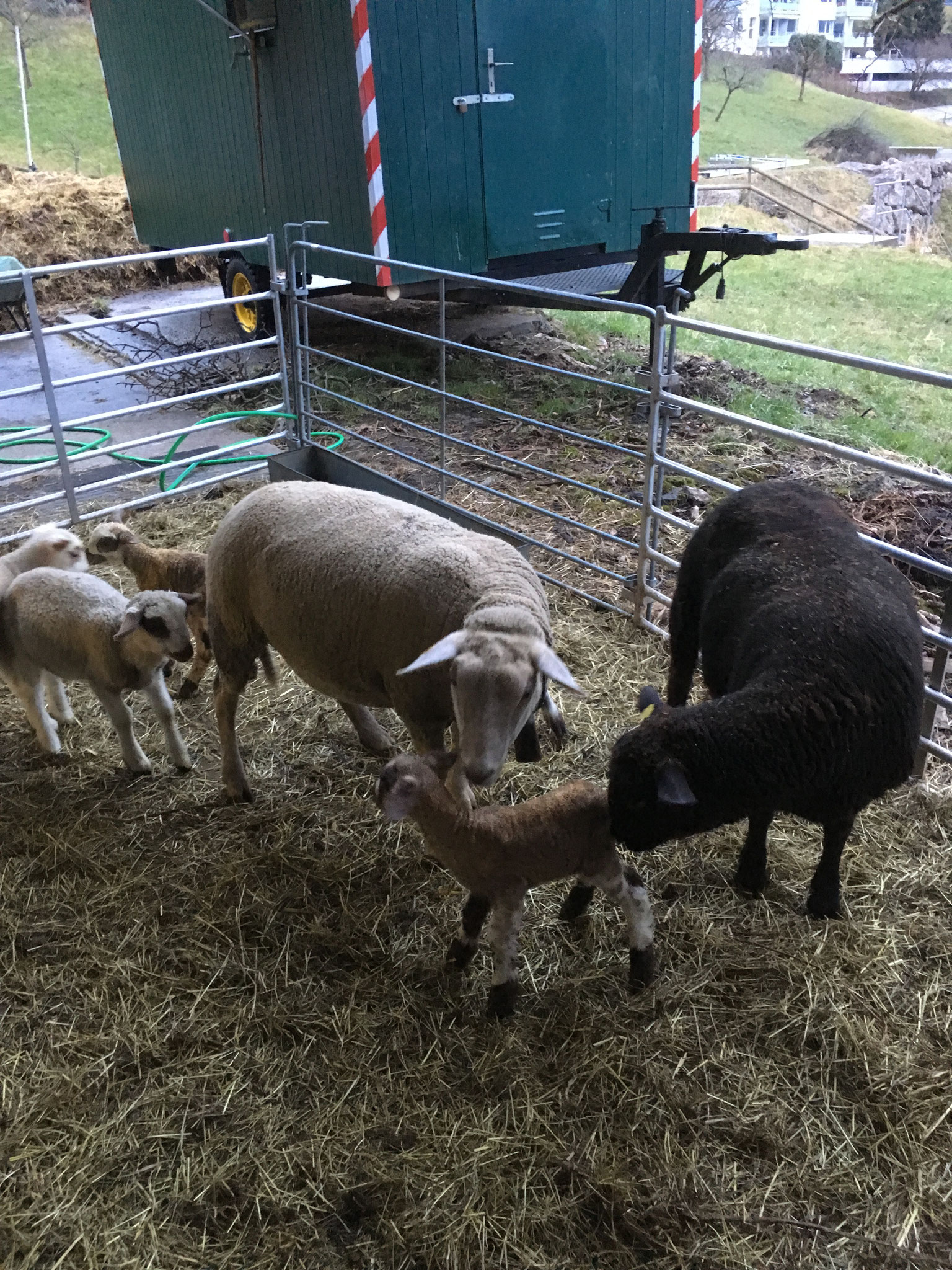 Schafe im Winterquartier Blauweid