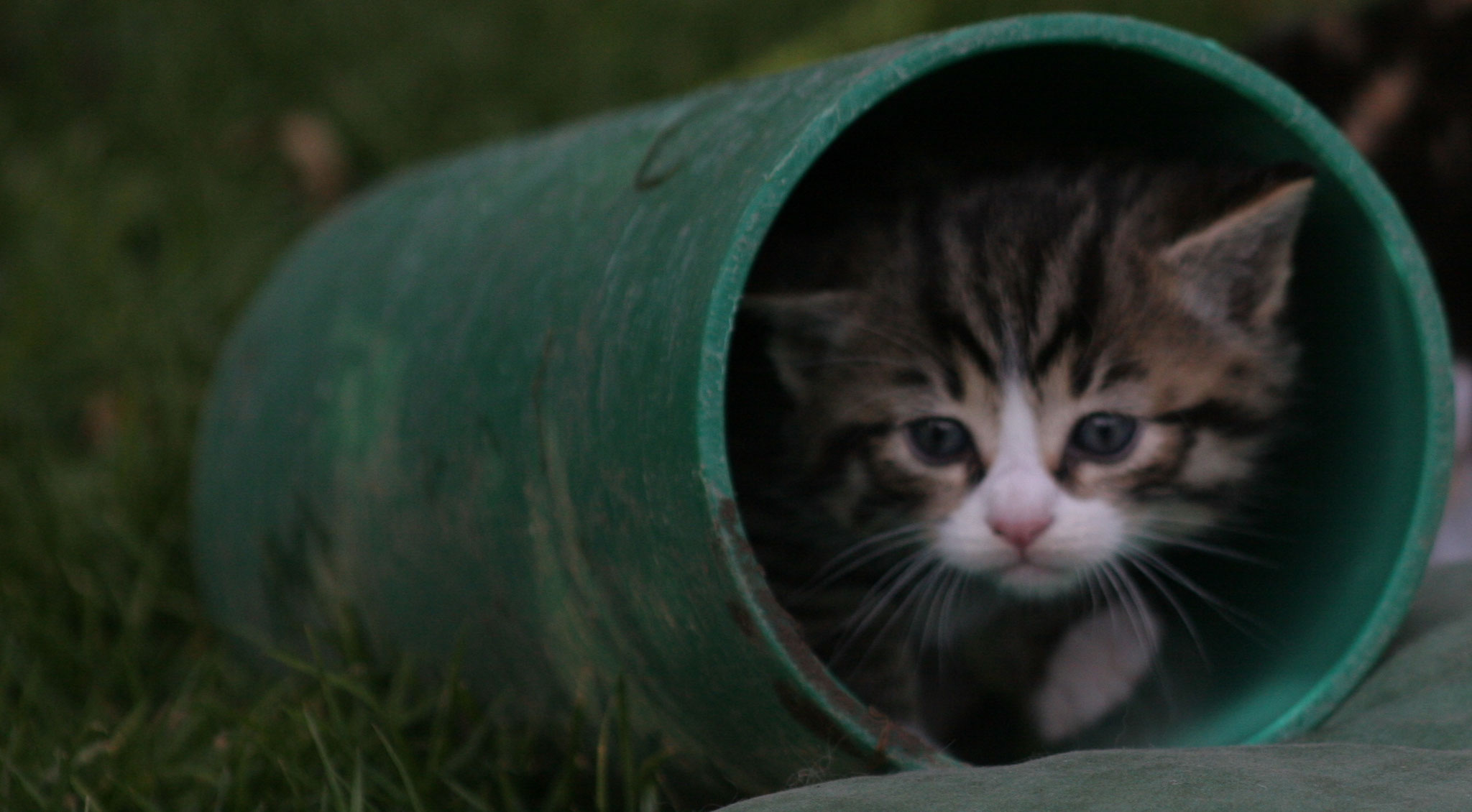 Herbstwurf 2017 Landkatzens Webseite