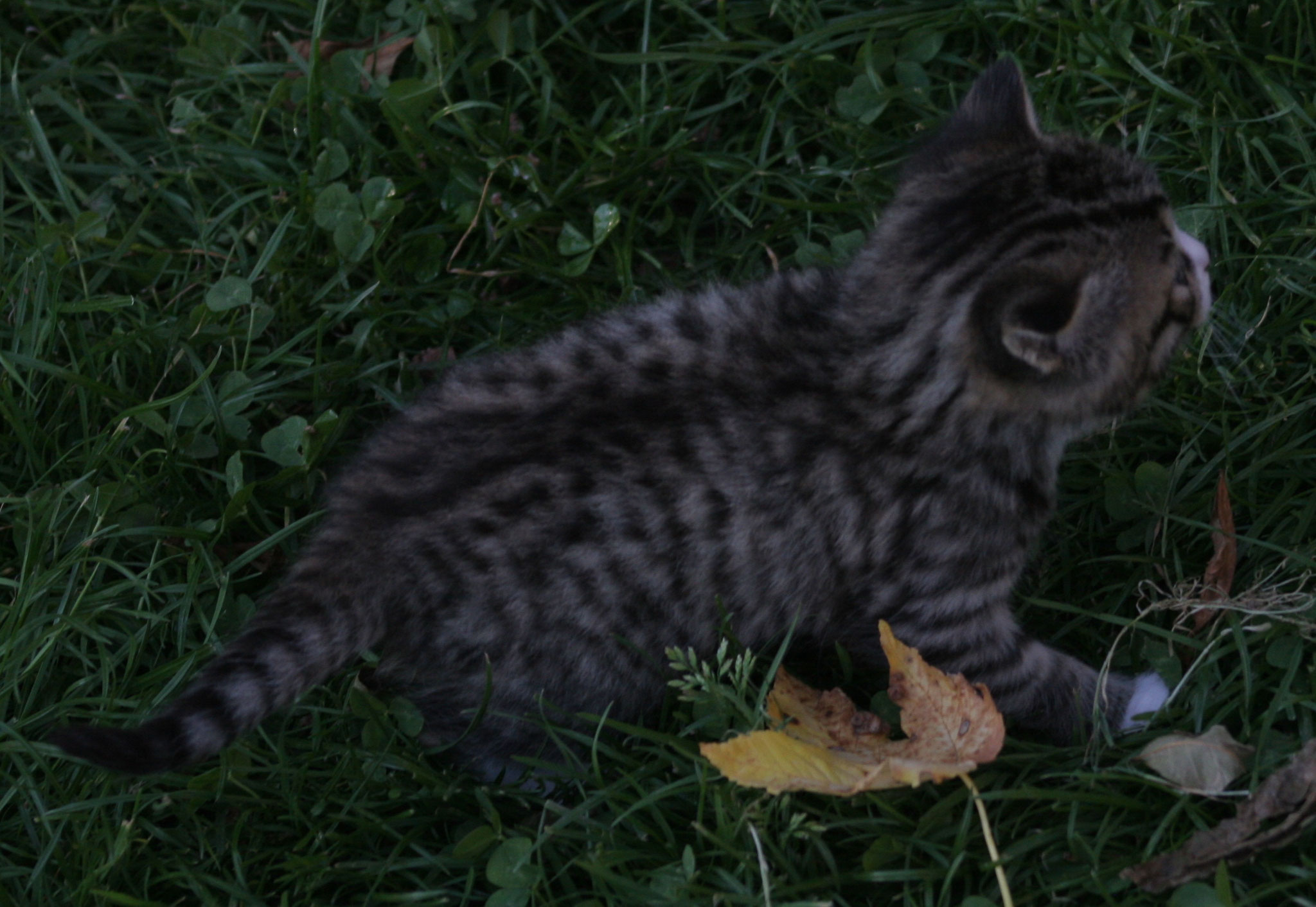 Herbstwurf 2017 Landkatzens Webseite