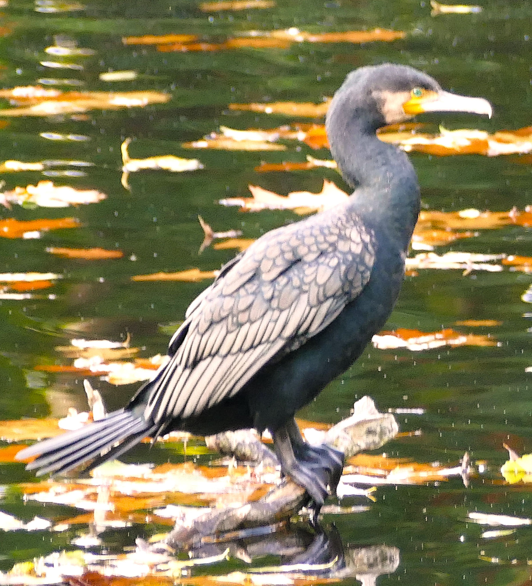 Kormoran