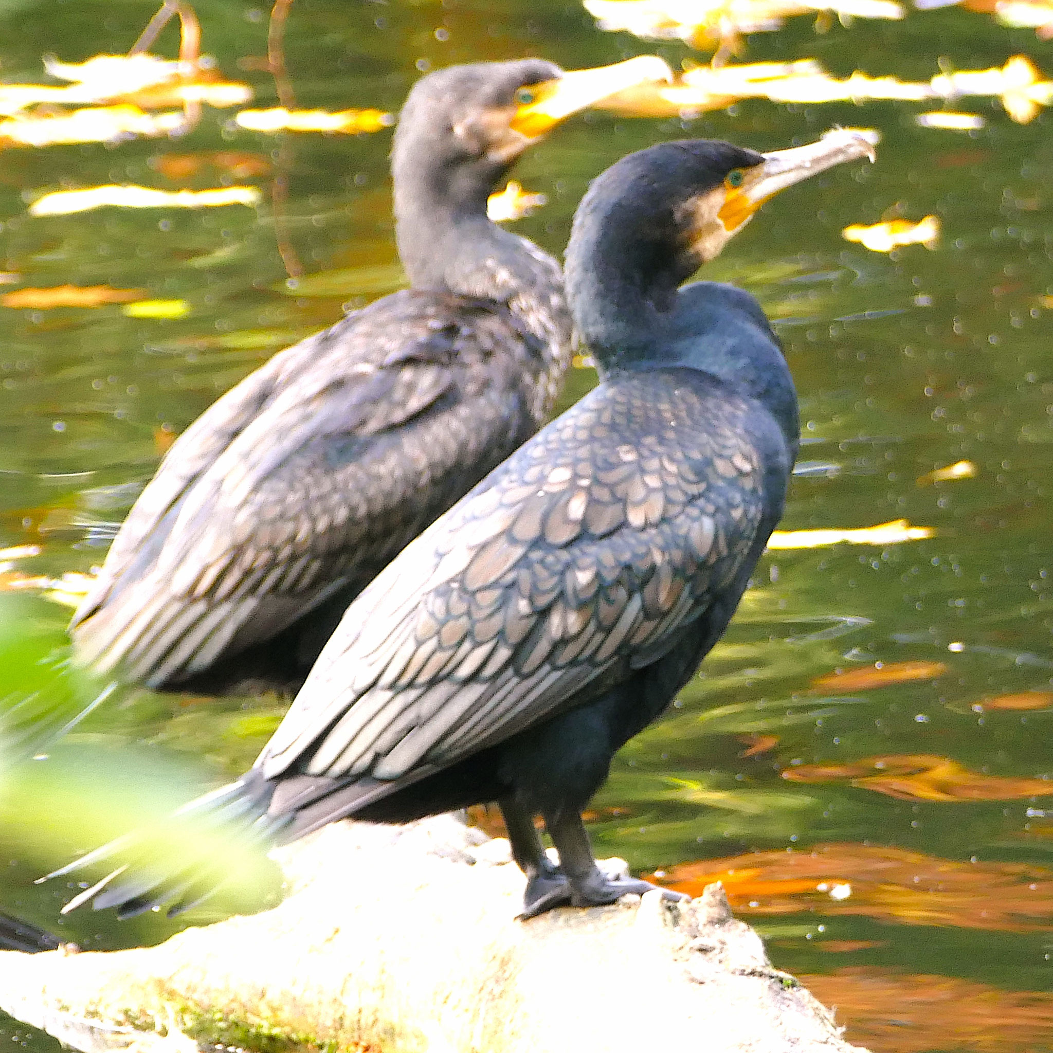 Kormorana