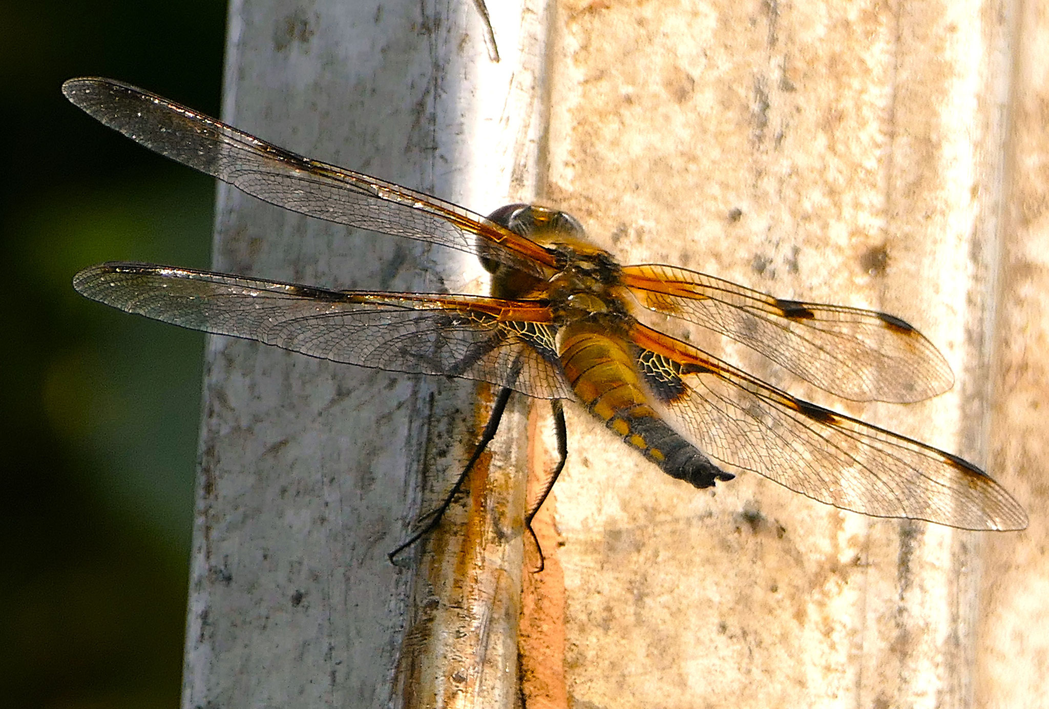 Blaupfeil-Libelle, wbl.