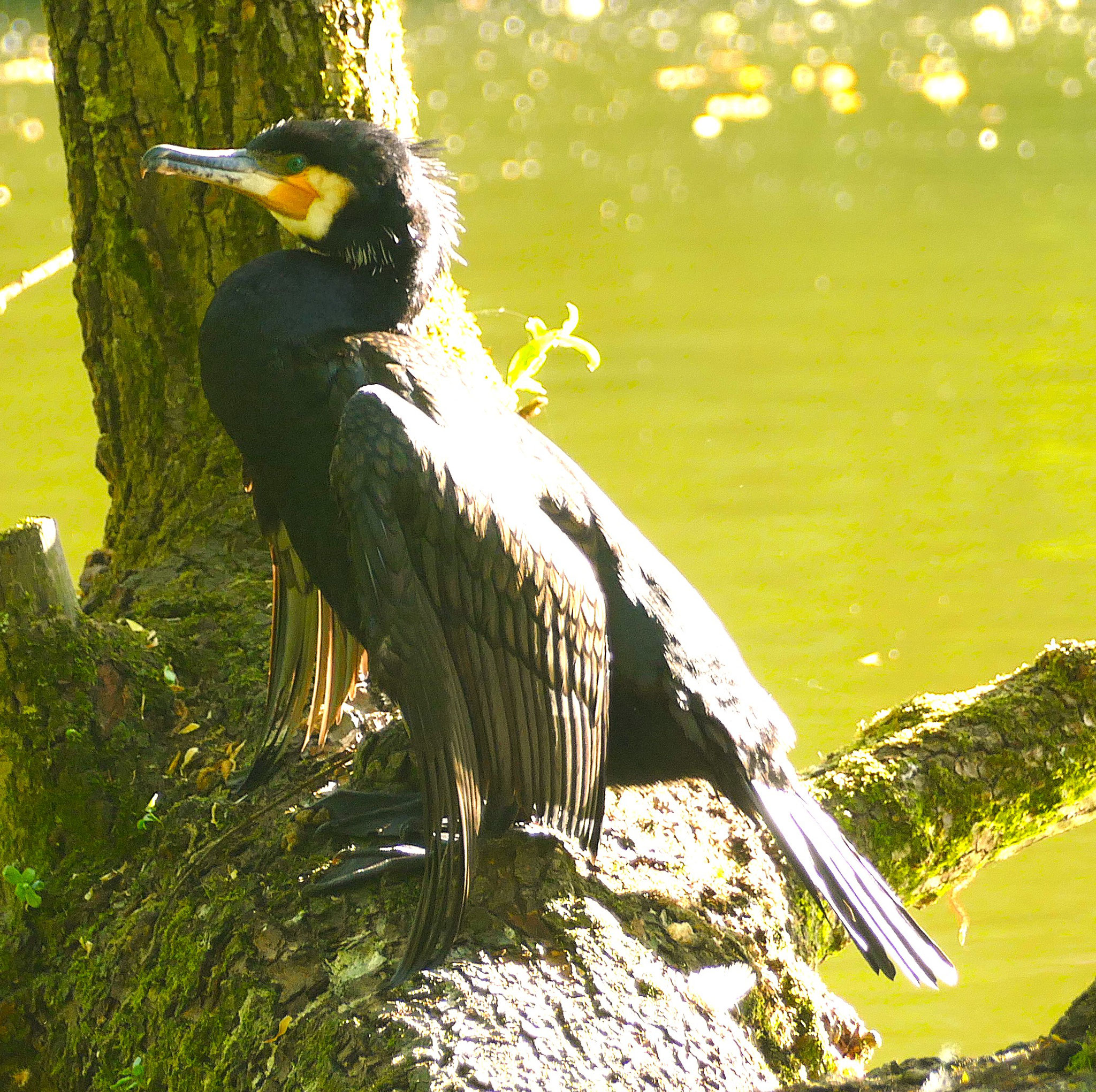 Kormoran