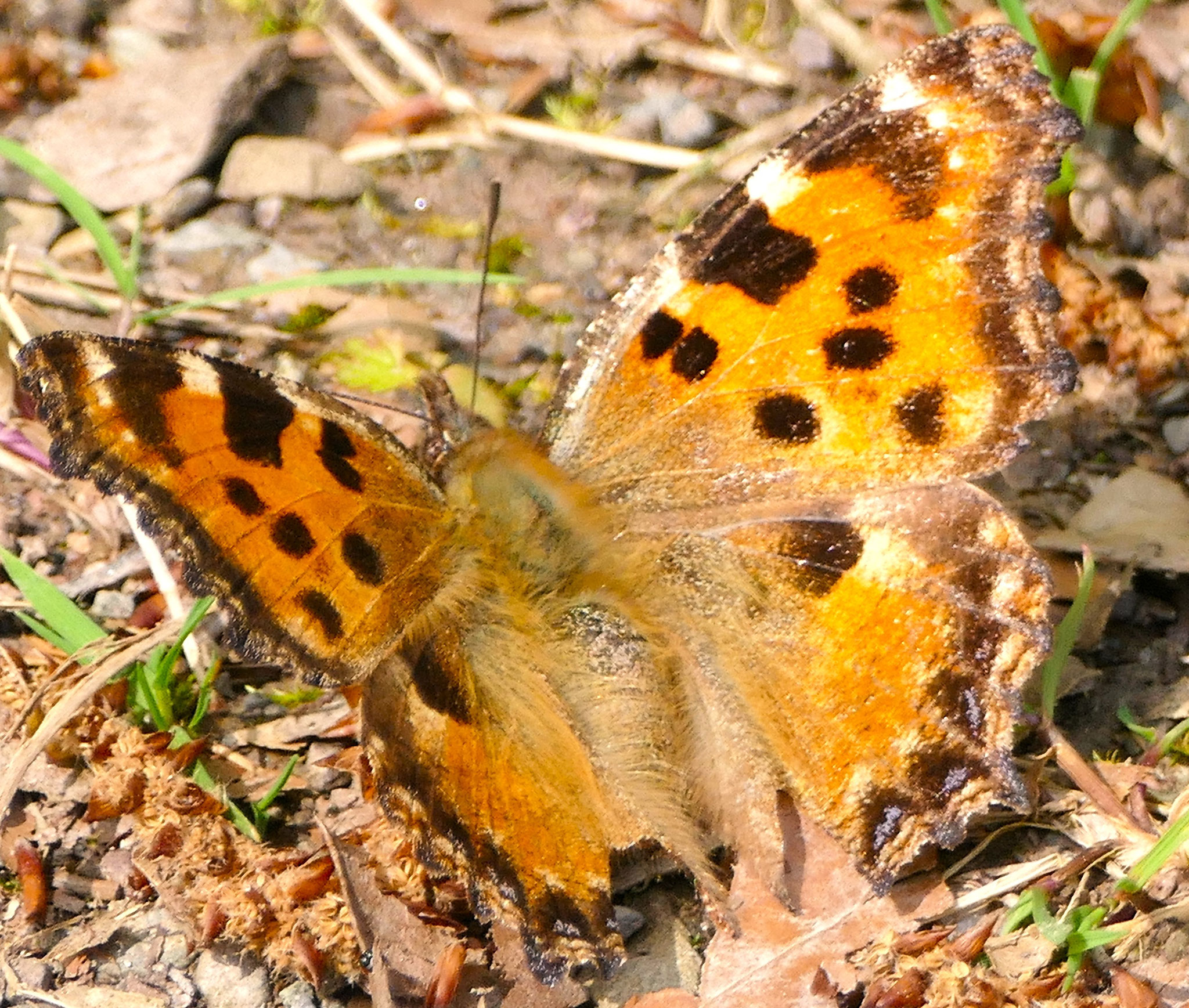 kleiner Fuchs