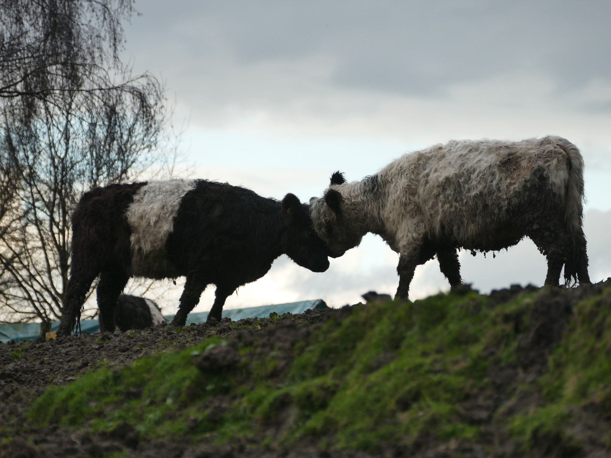 Galloways in Alt-Oer