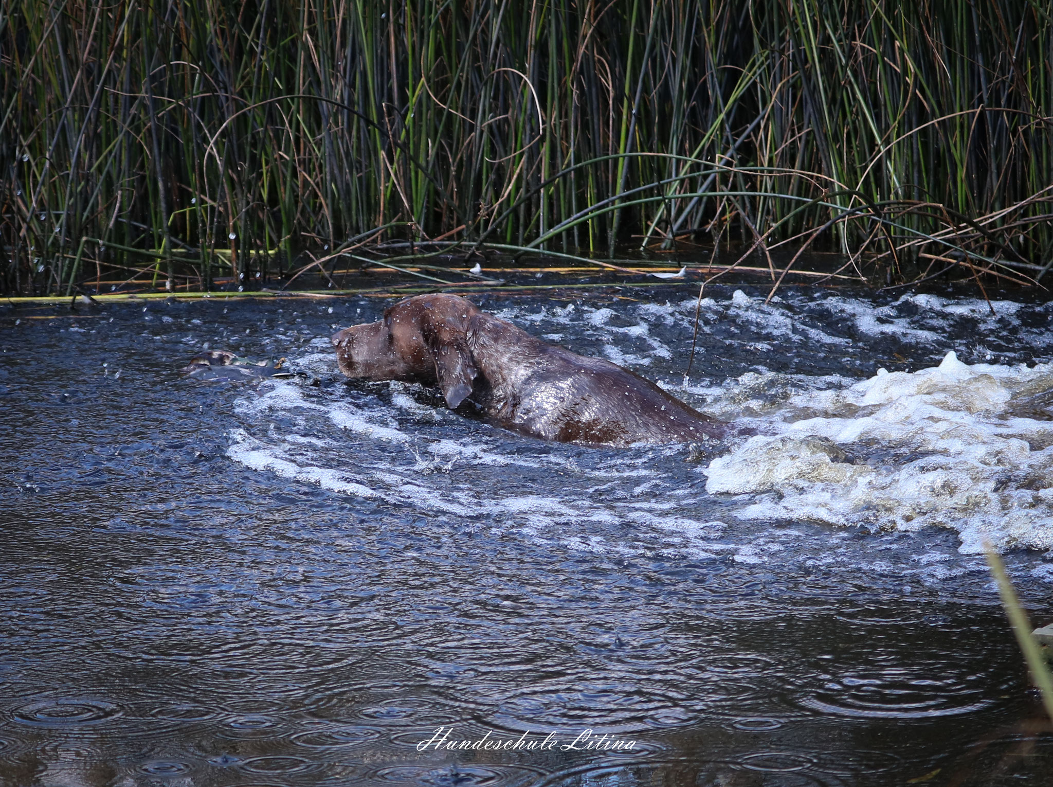 Ingo II vom Donauland