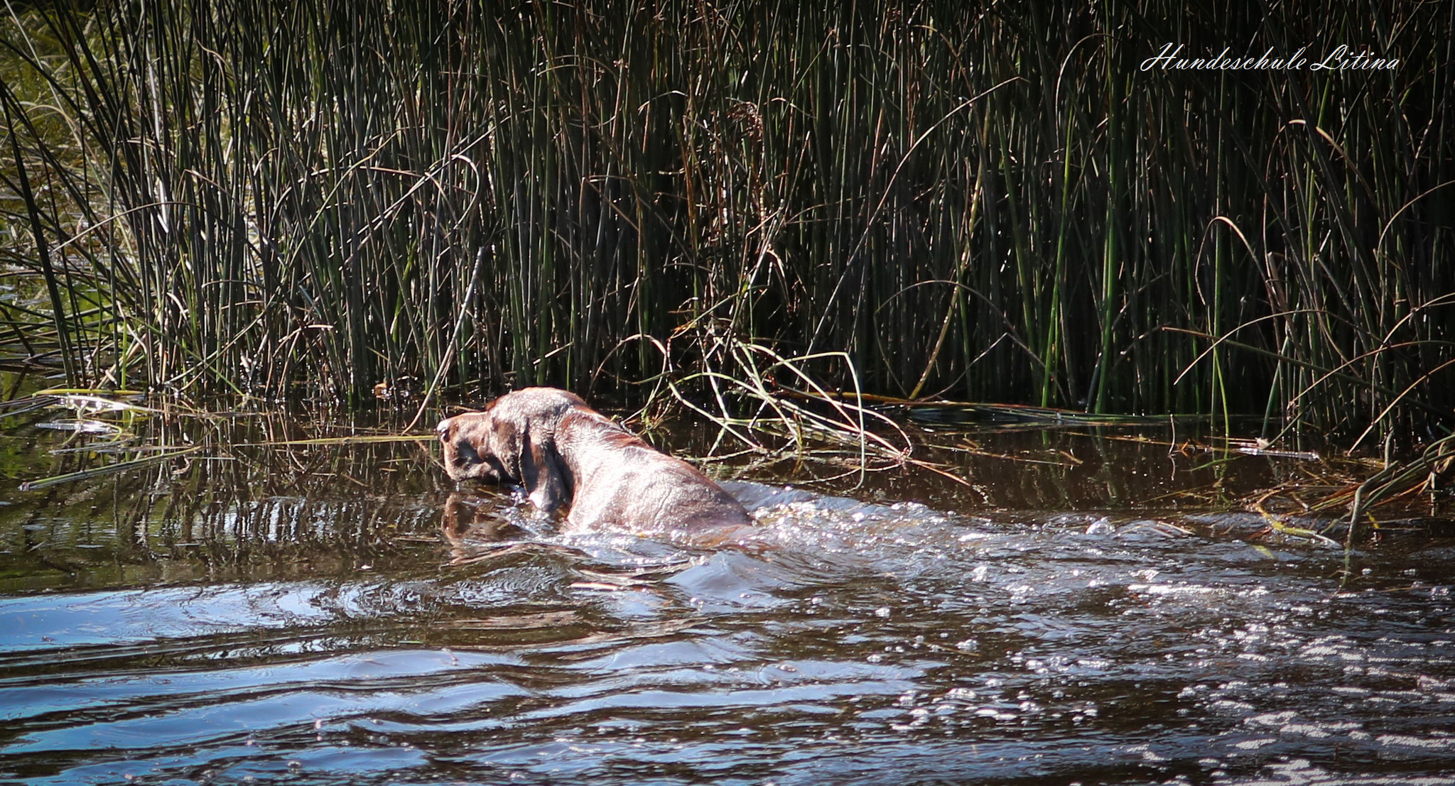Ingo II vom Donauland