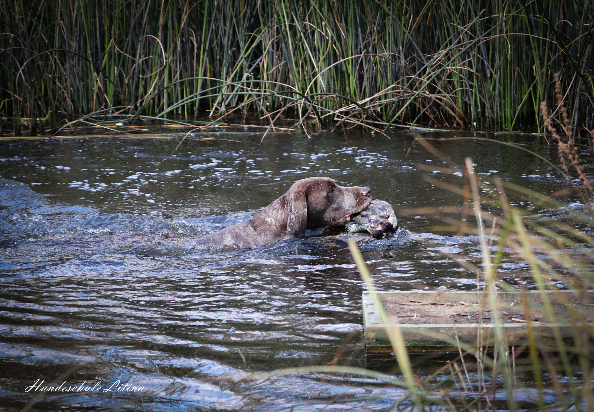 Ingo II vom Donauland