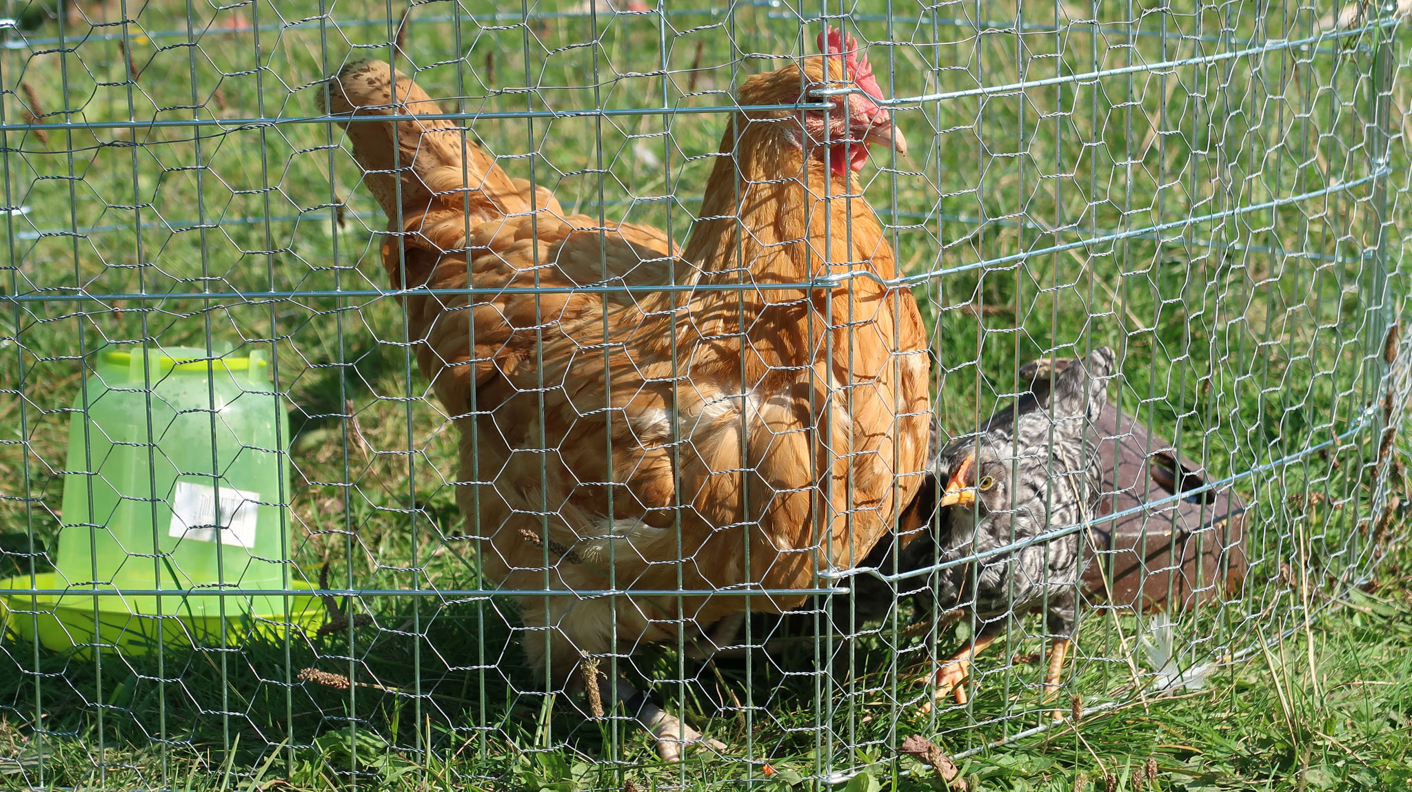 Kunstbrut Anleitung - Anjas Garten Reich: Naturnah Gärtnern