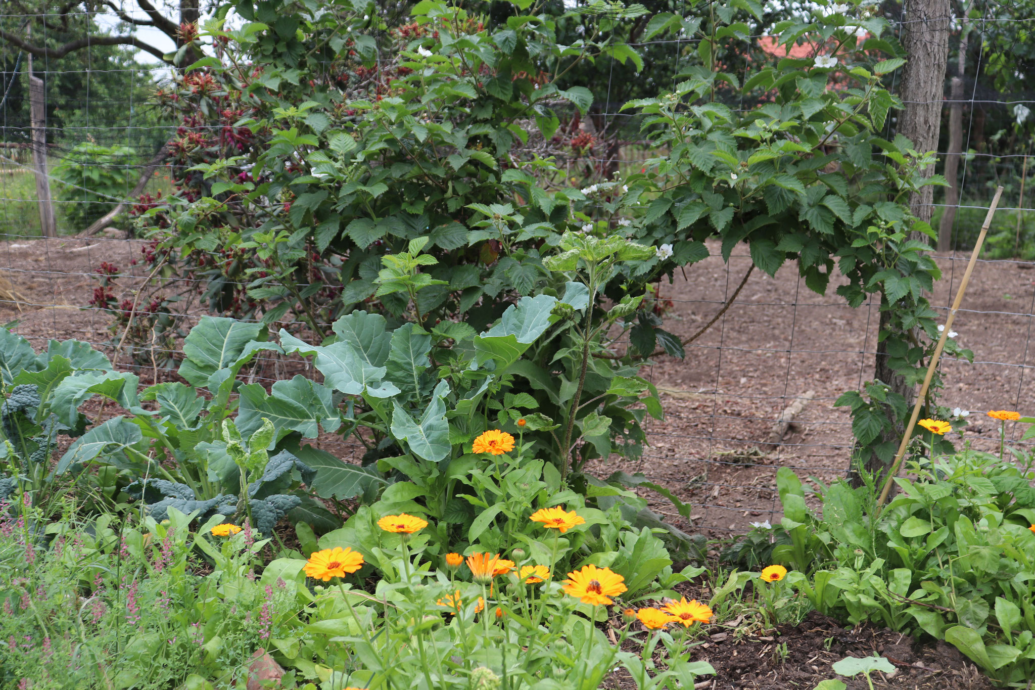 Mischkultur im biologischen Garten Anjas Garten Reich