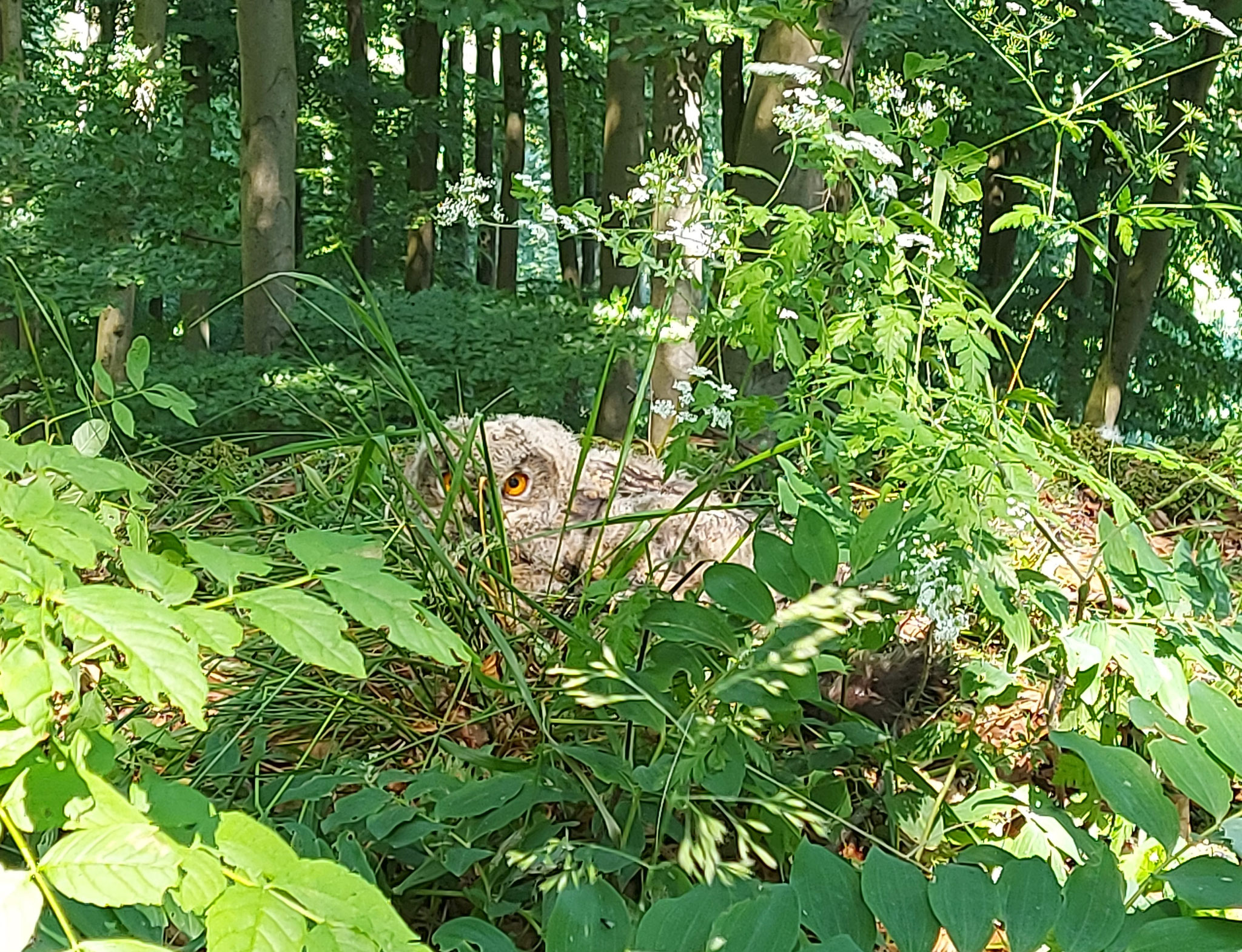Ein flügger Jungvogel versteckt sich in der dichten Vegetation eines Felskopfes (Hille, 2023)