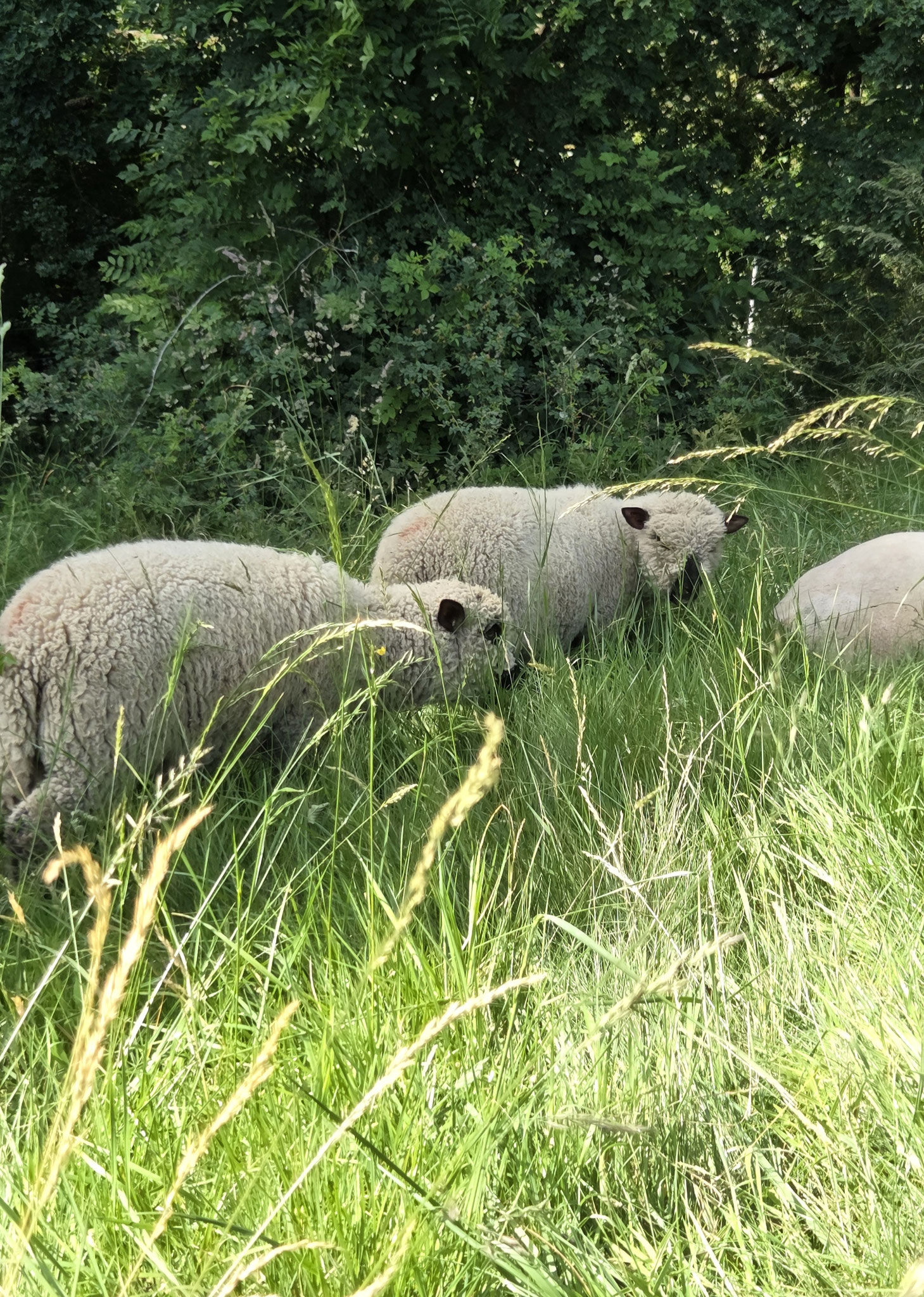 Die robusten Shropshire-Schafe haben sich schnell eingelebt (Hille, 2025)
