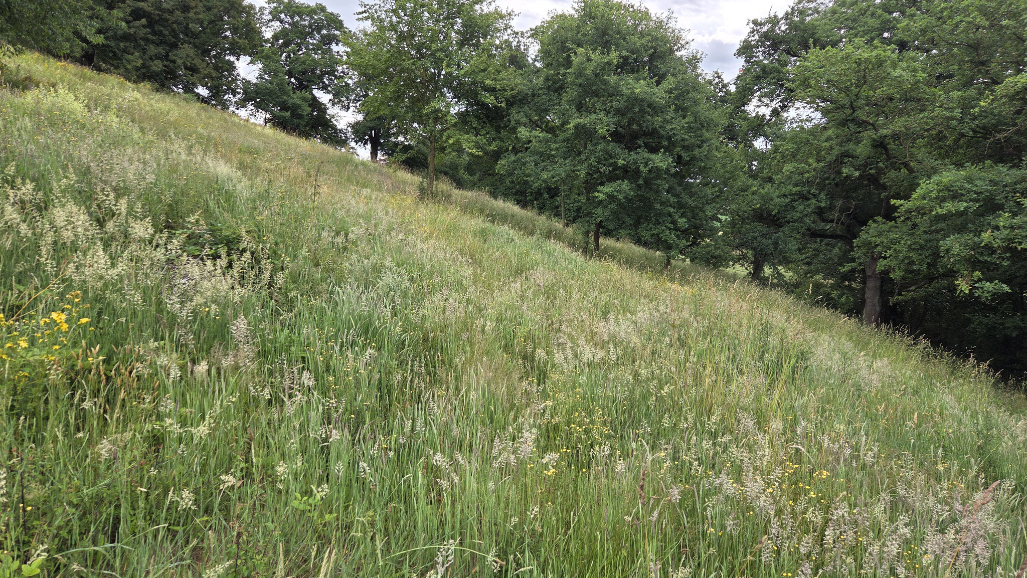Heute prägt wieder vorwiegend Grünlandvegetation den Liethberg (Hille, 2025)