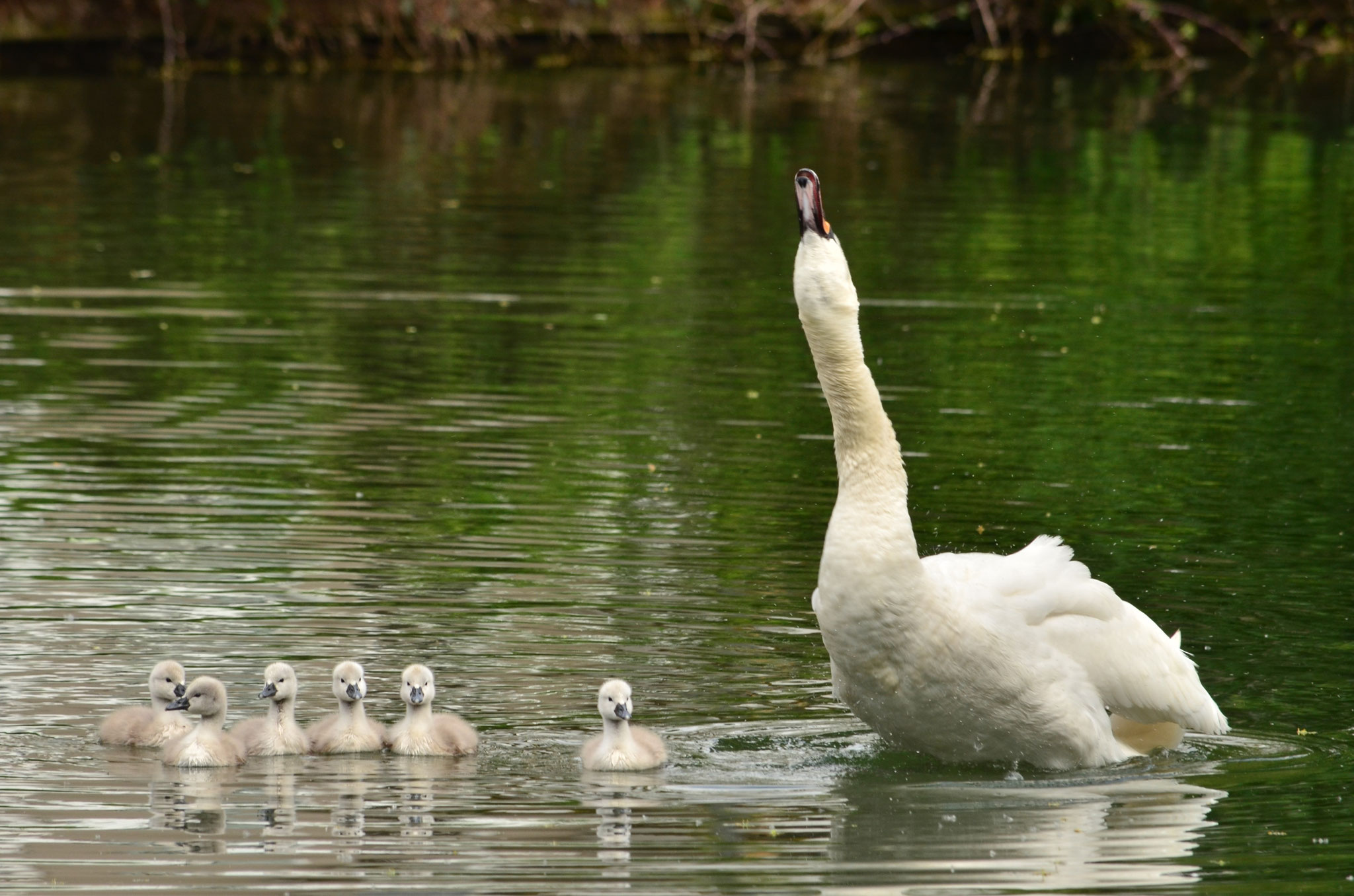 Cygne tuberculé (Alsace, France)