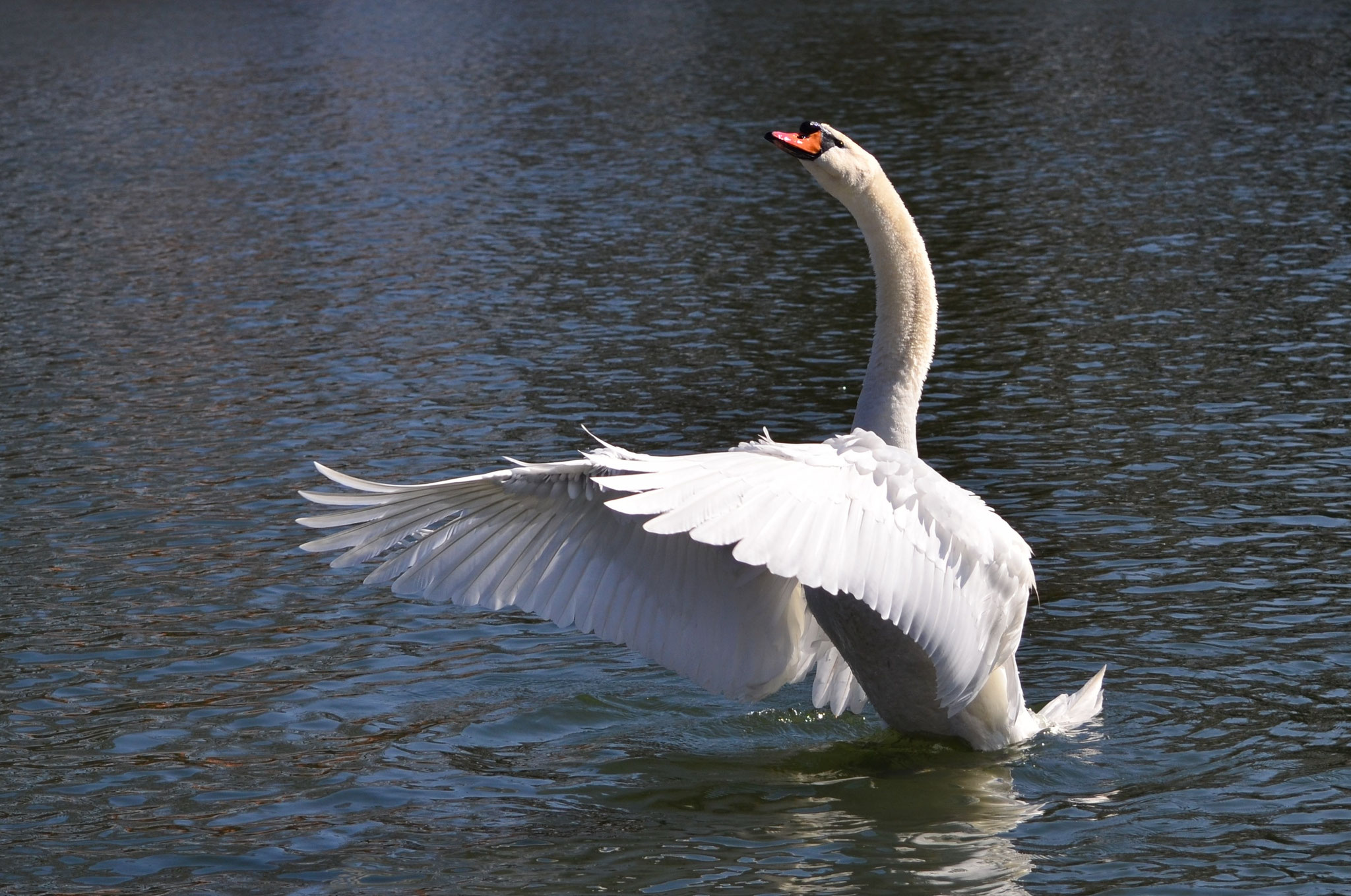 Cygne battant des ailes