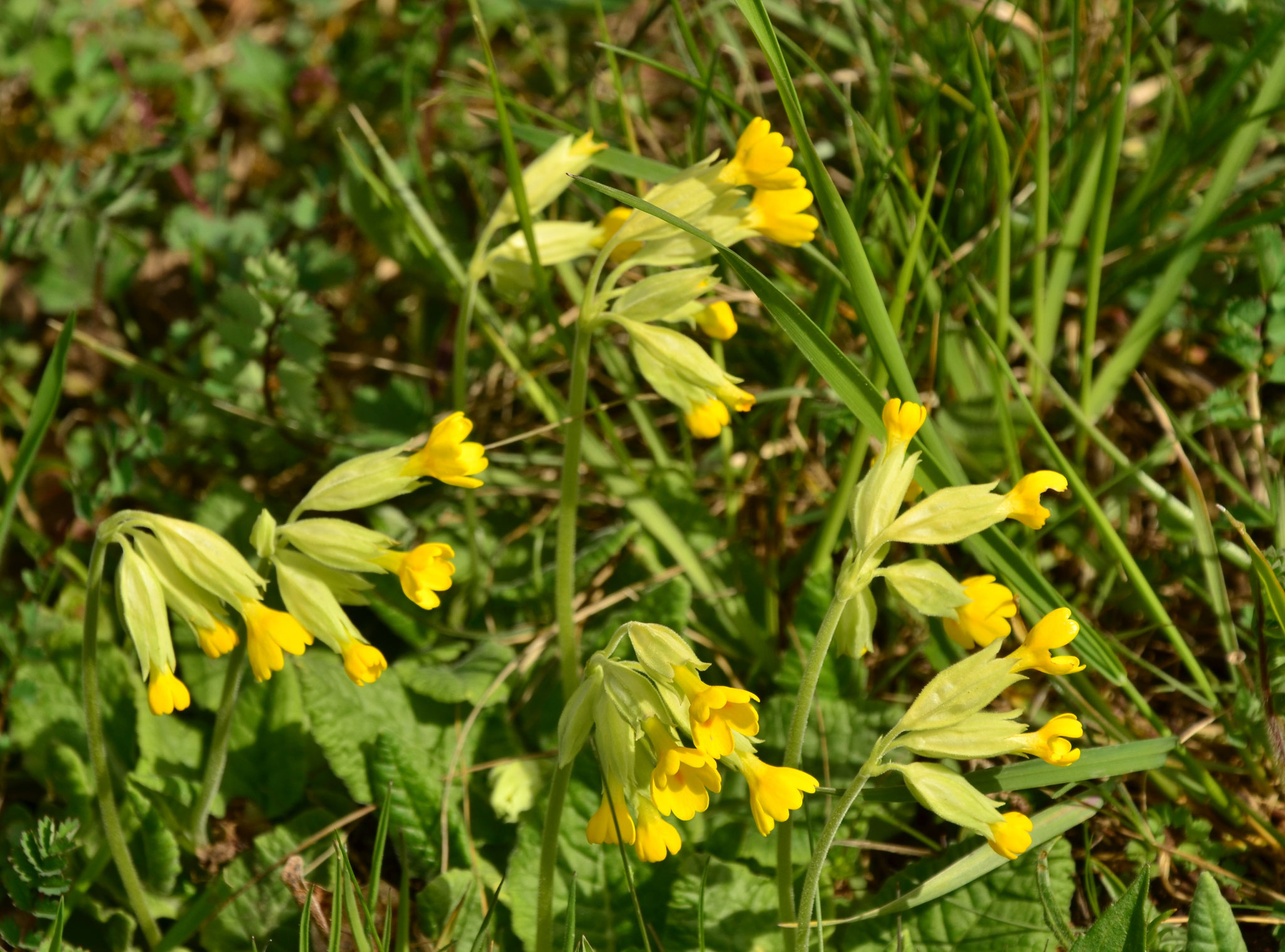 Primevère sauvage (Zillisheim, Haut-Rhin)  Avril 2018