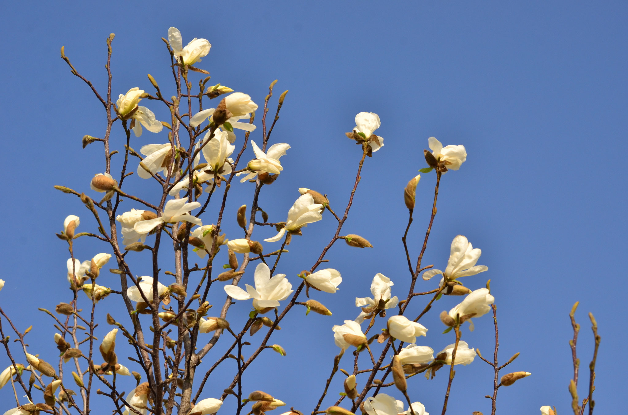 Magnolia