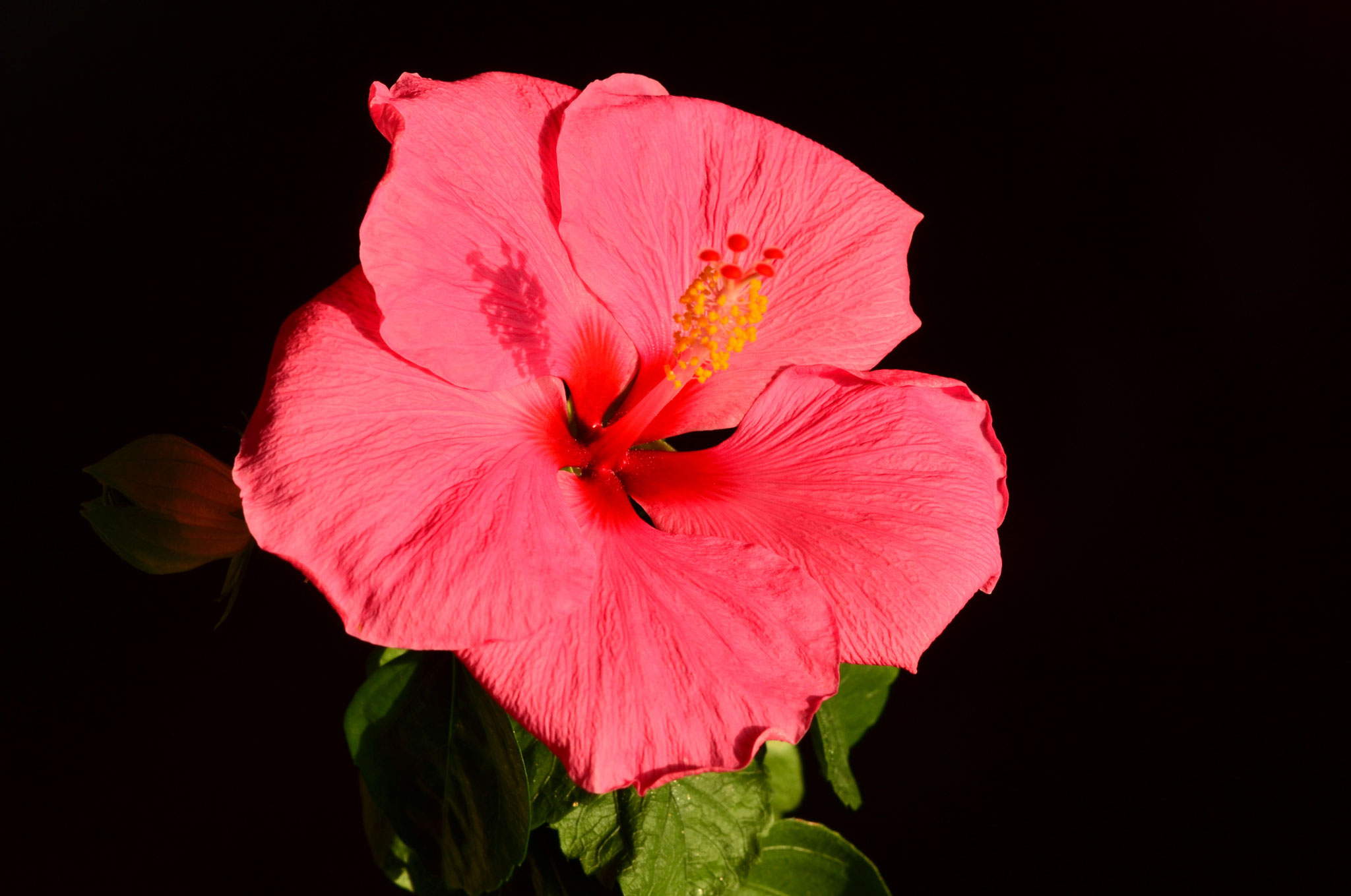 Hibiscus rose