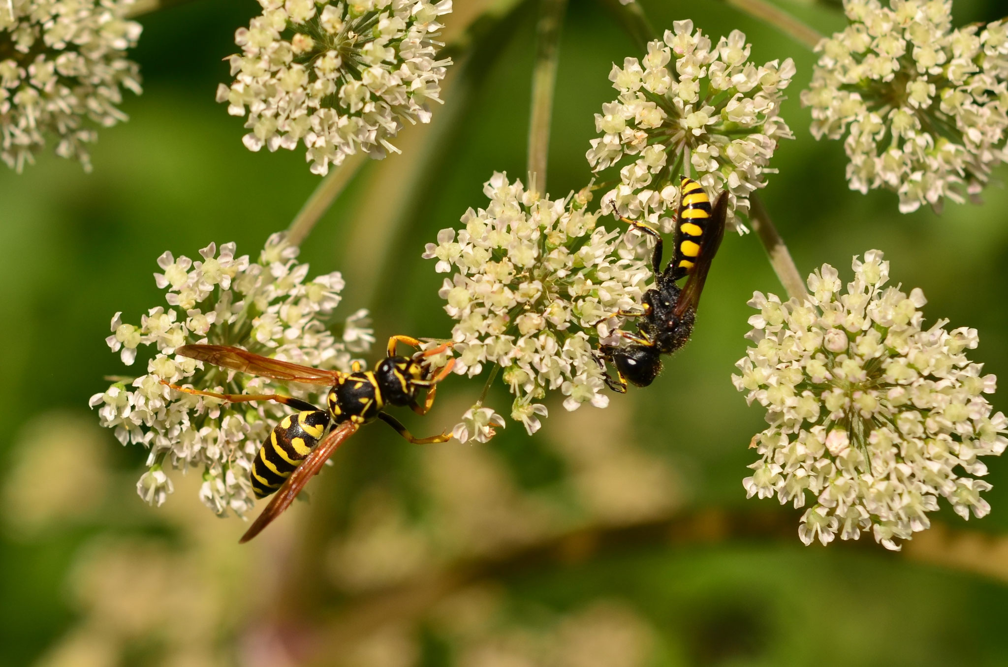 Rencontre de deux guêpes