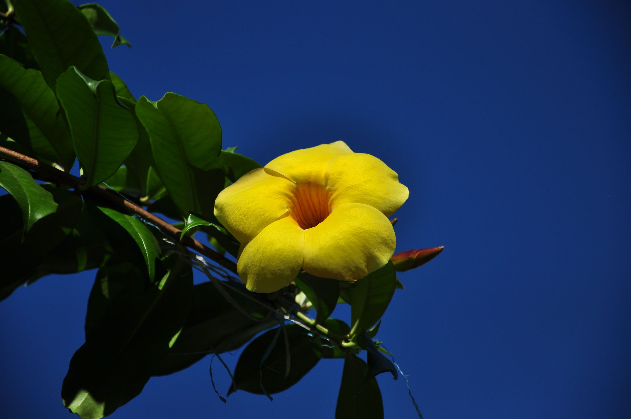 Trompette d'or