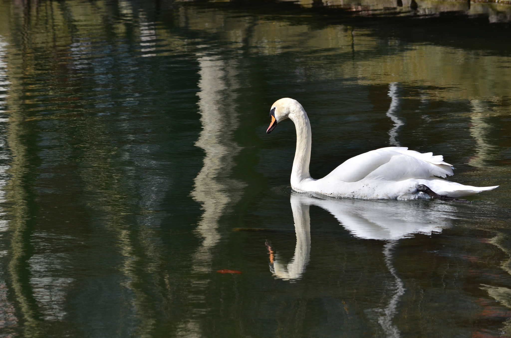 Cygne se reflétant dans l'eau