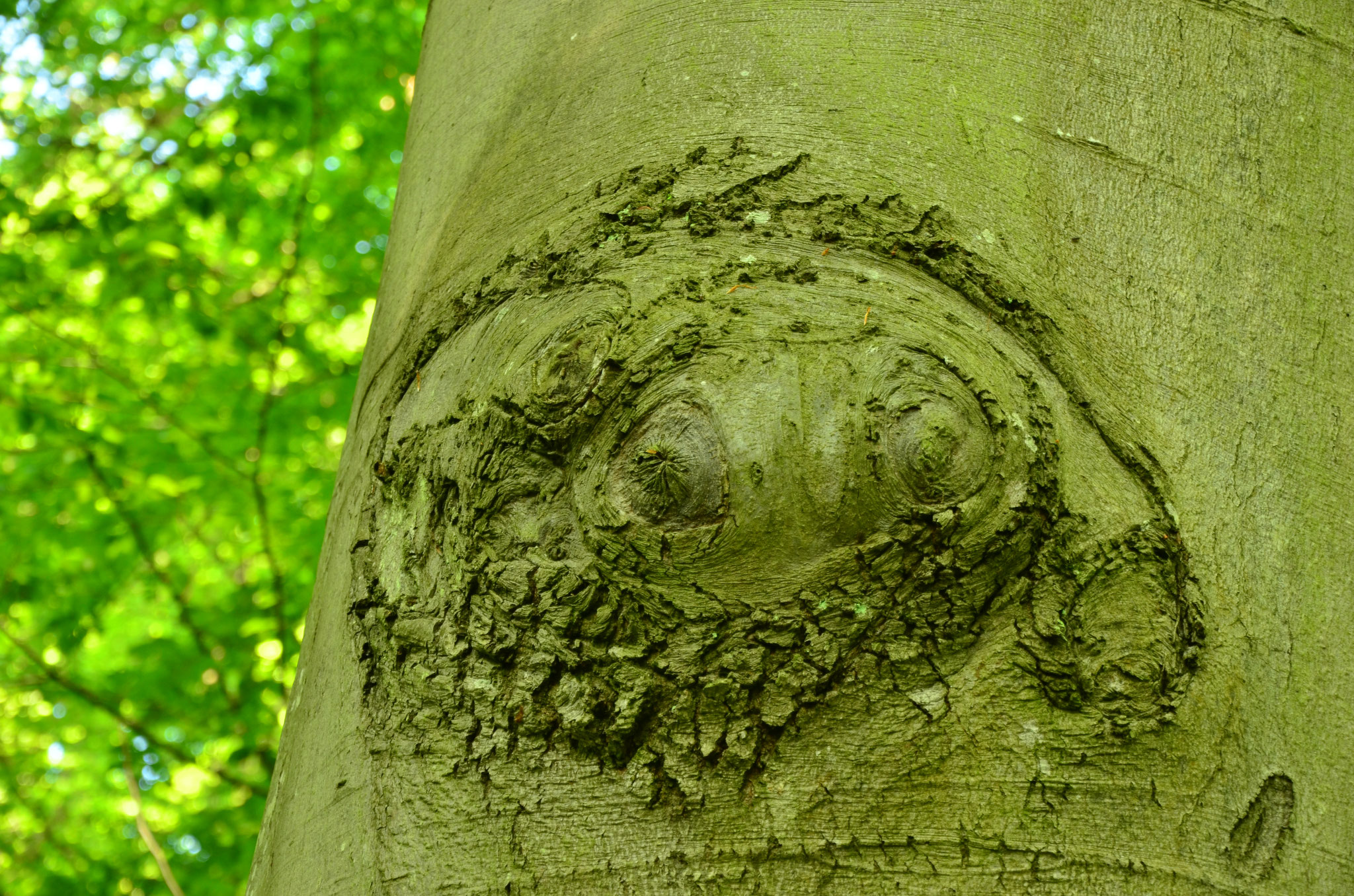 Sculpture sur un tronc