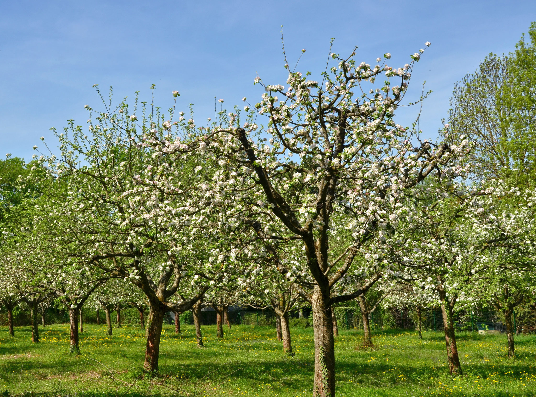 Pommiers en fleur (Mulhouse, Haut-Rhin)  Avril 2018