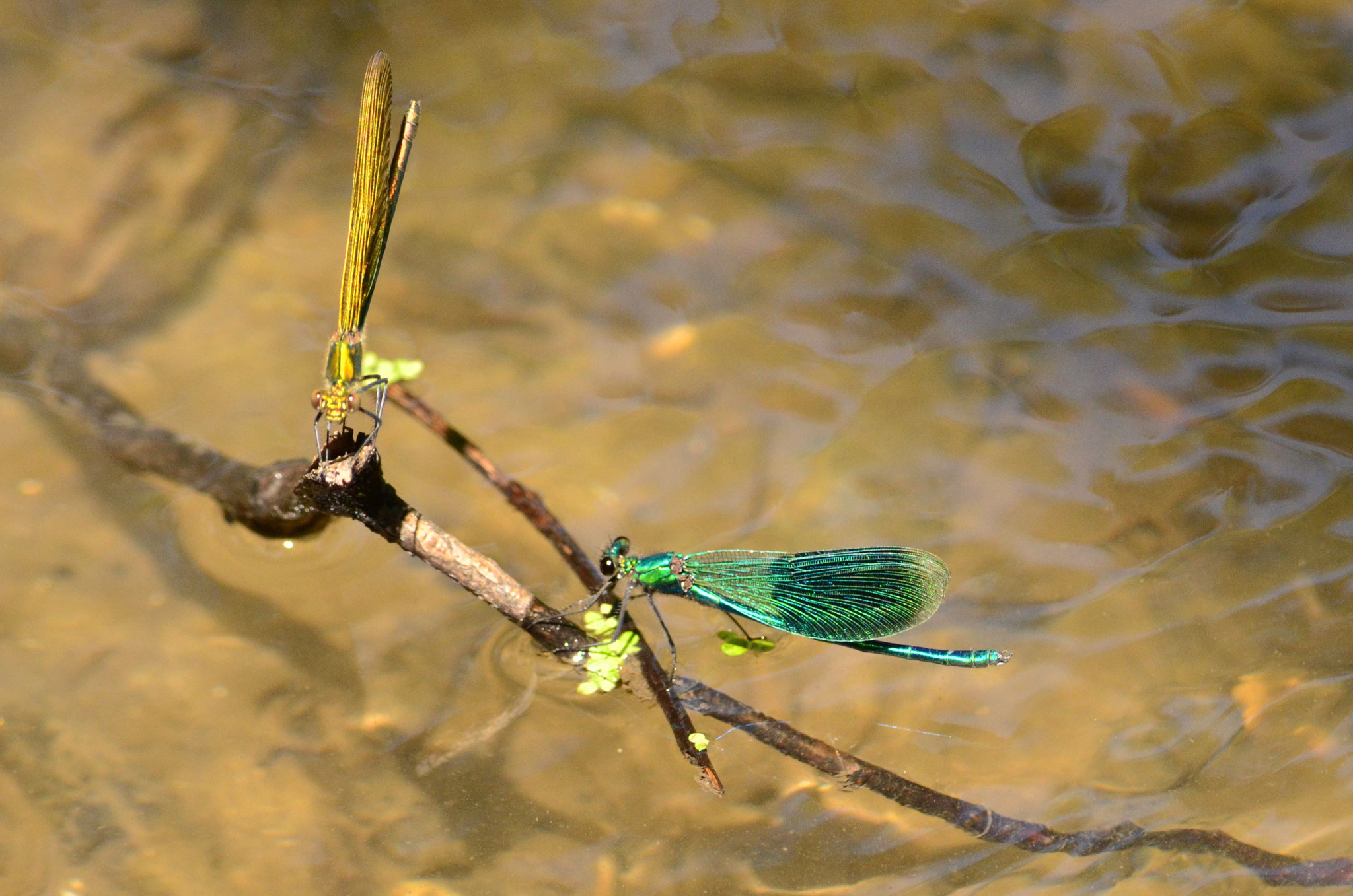 Rencontre de deux caloptéryx (Petite Camargue alsacienne, Haut-Rhin)  Juin 2020