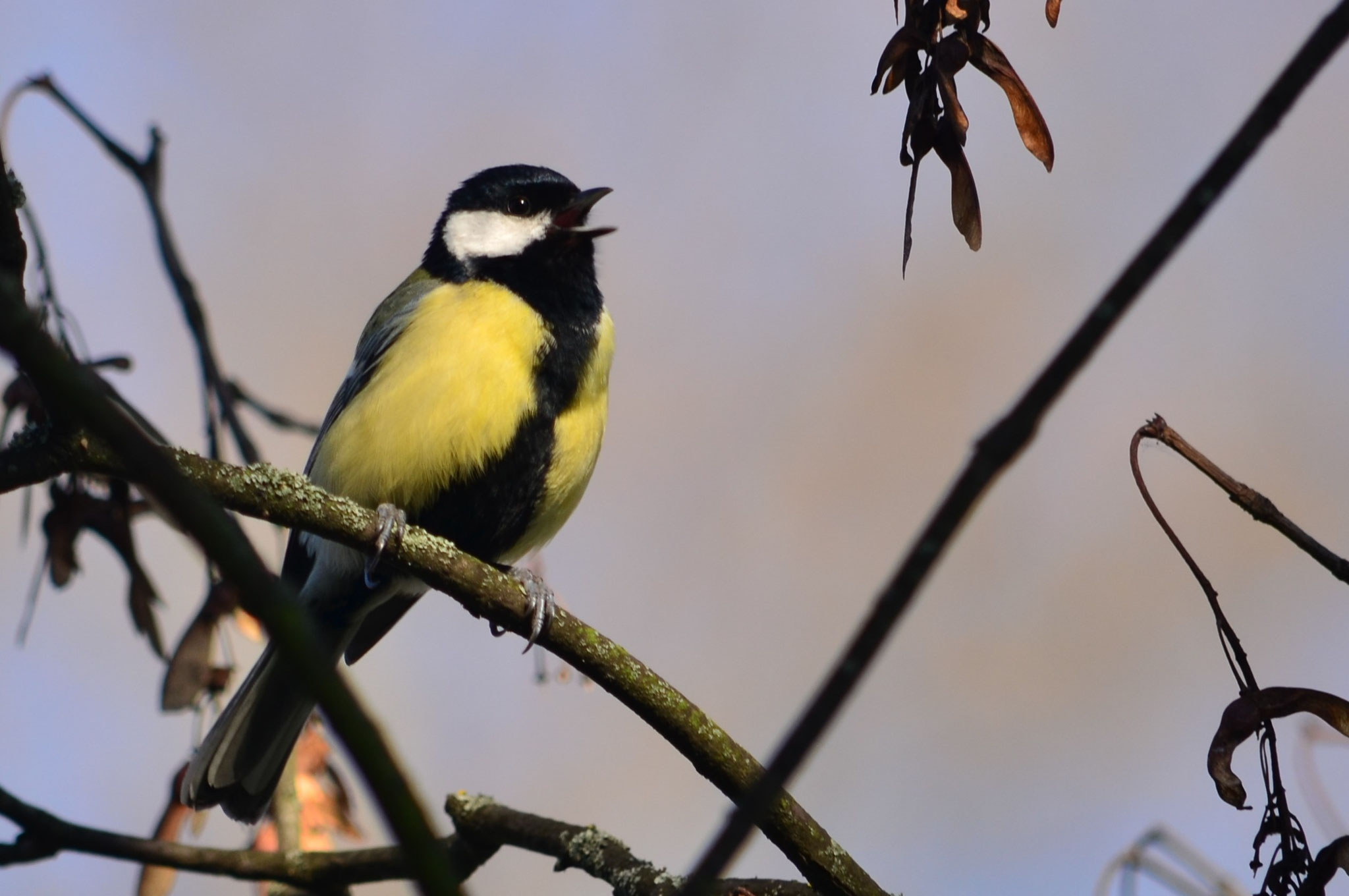 Mésange charbonnière (Mulhouse, Haut-Rhin)  Mars 2017