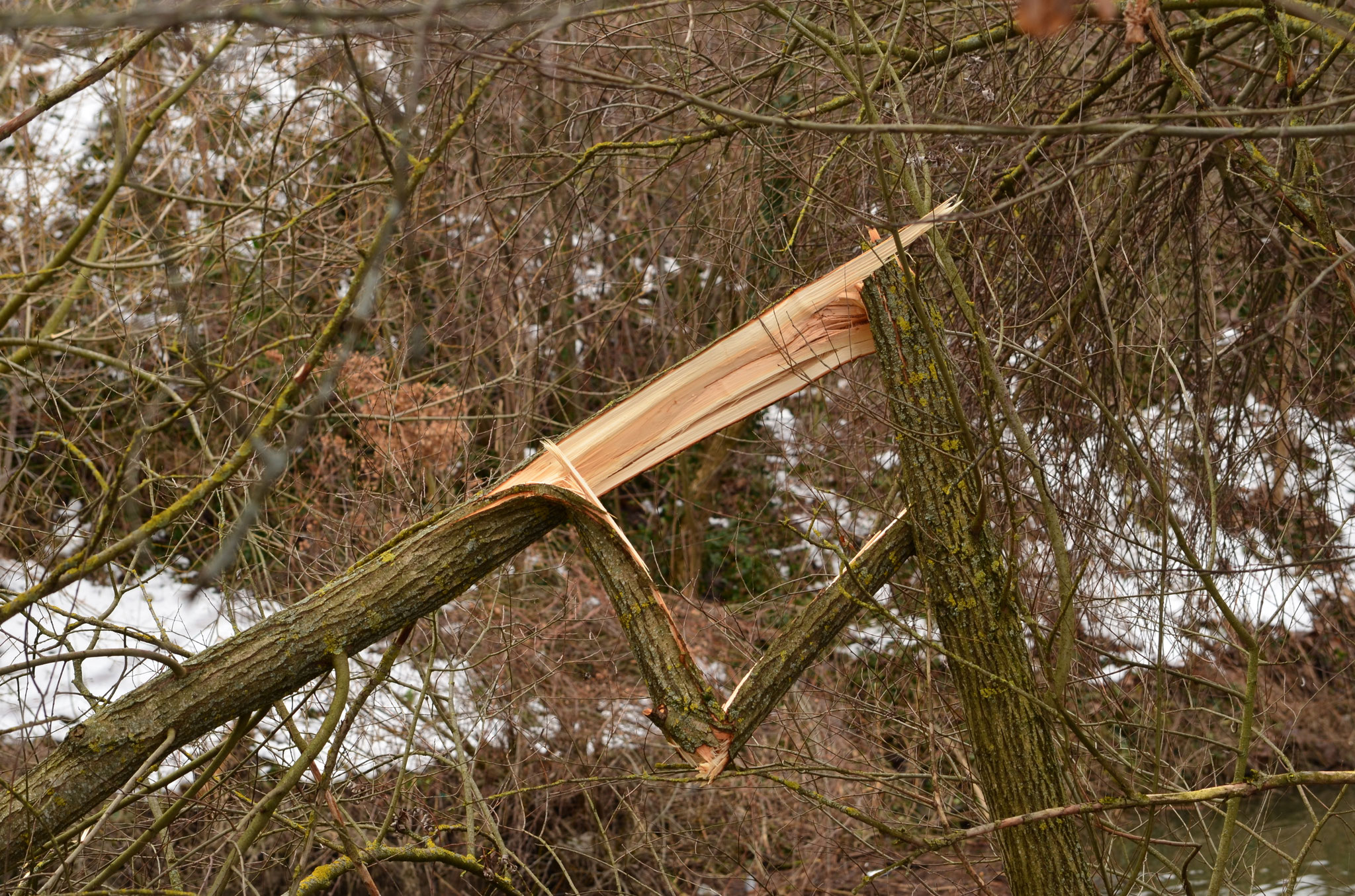 Arbre fracassé