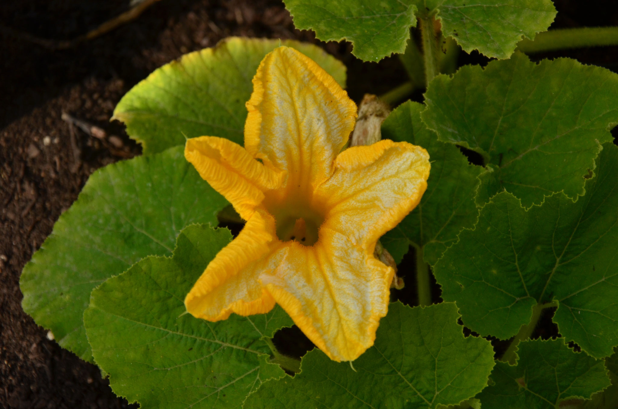Fleur de courgette